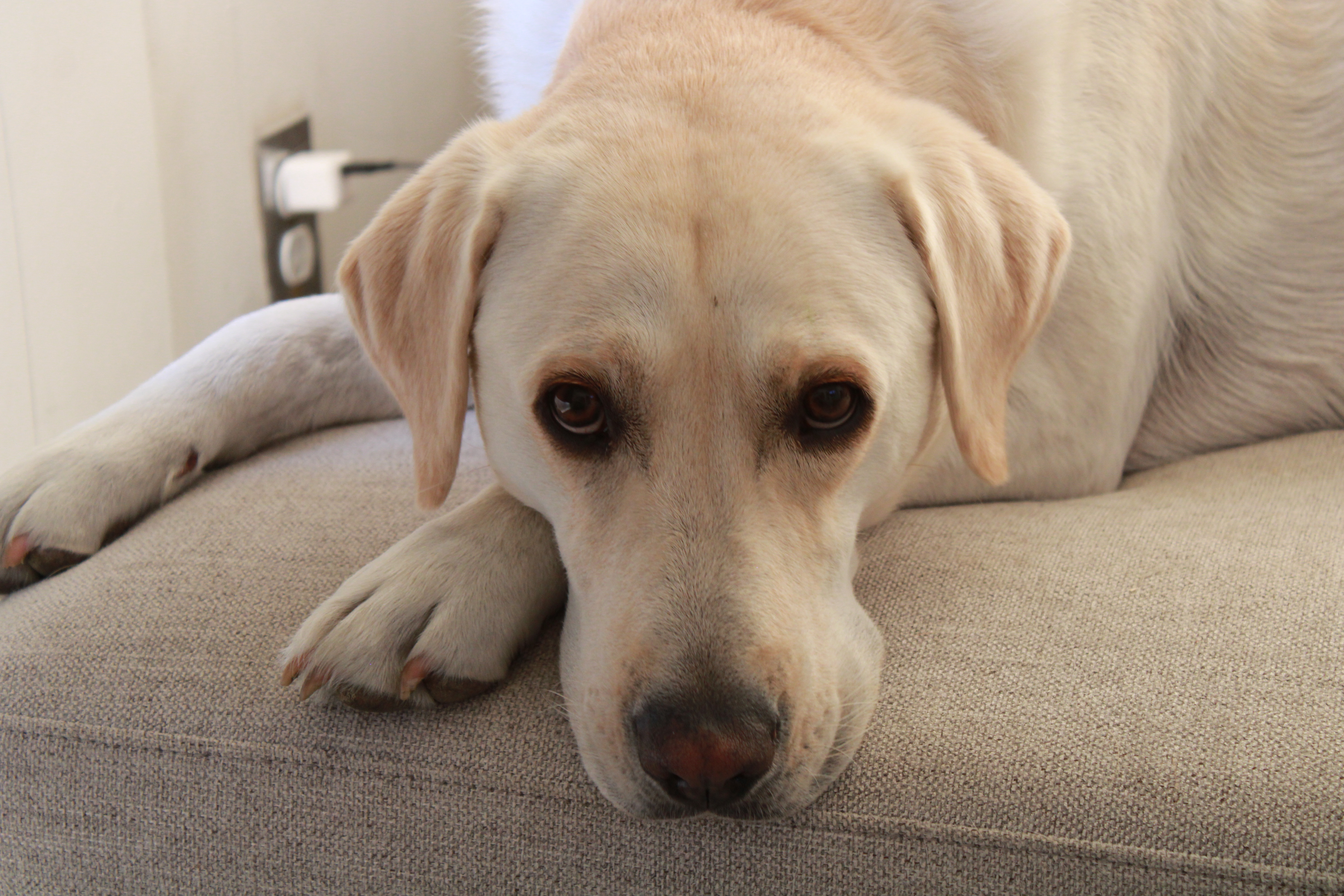Meet Yukon: The Charming Pupper