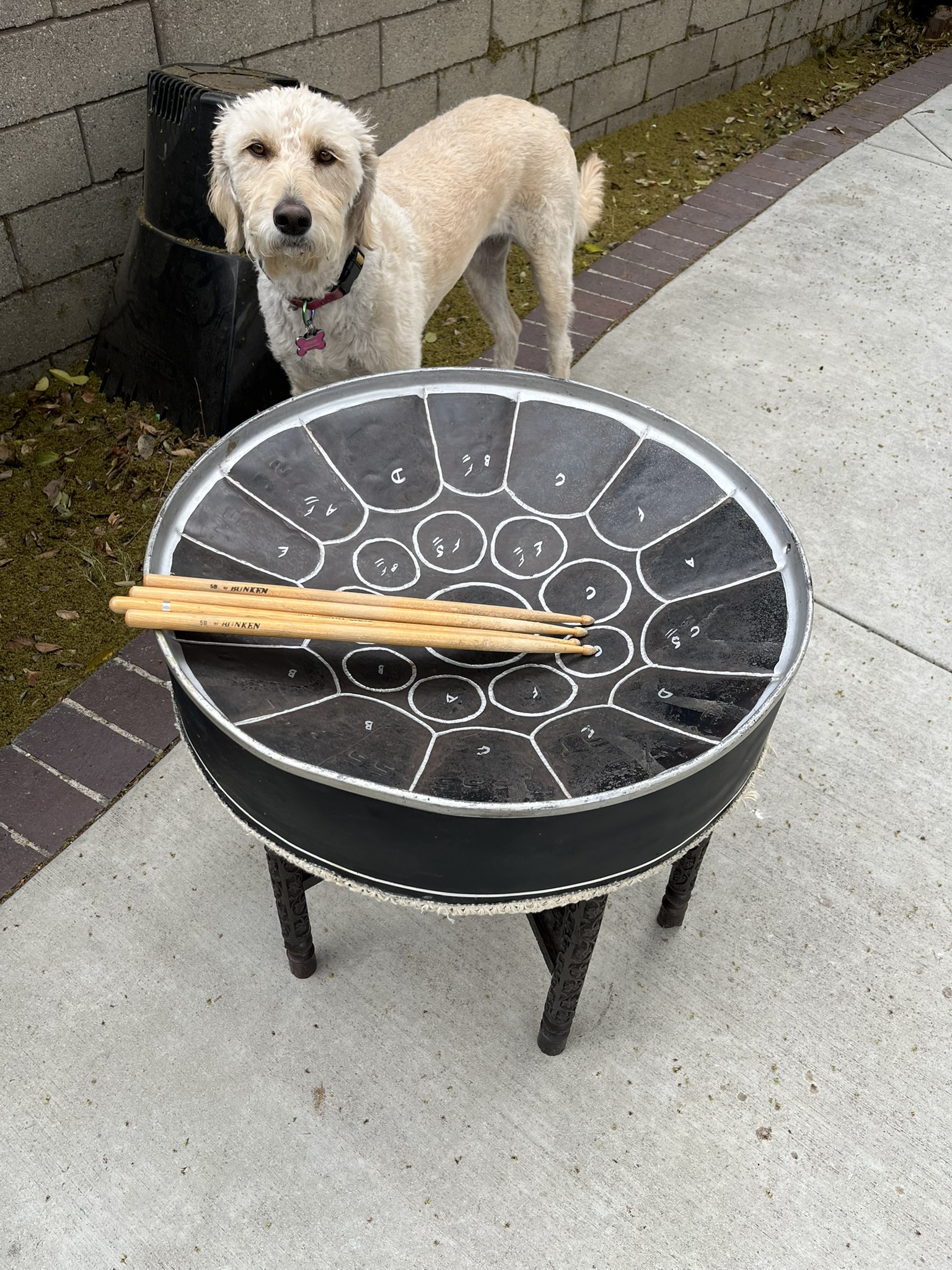 A Dog's Delight: Steel Drum Serenade