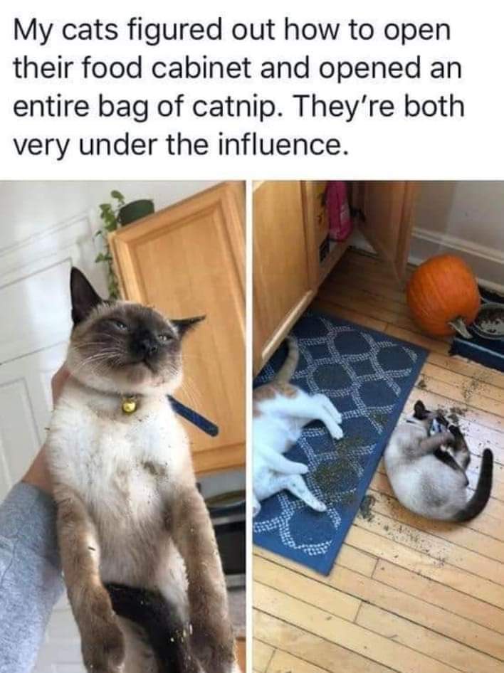 Just a Simple Meow