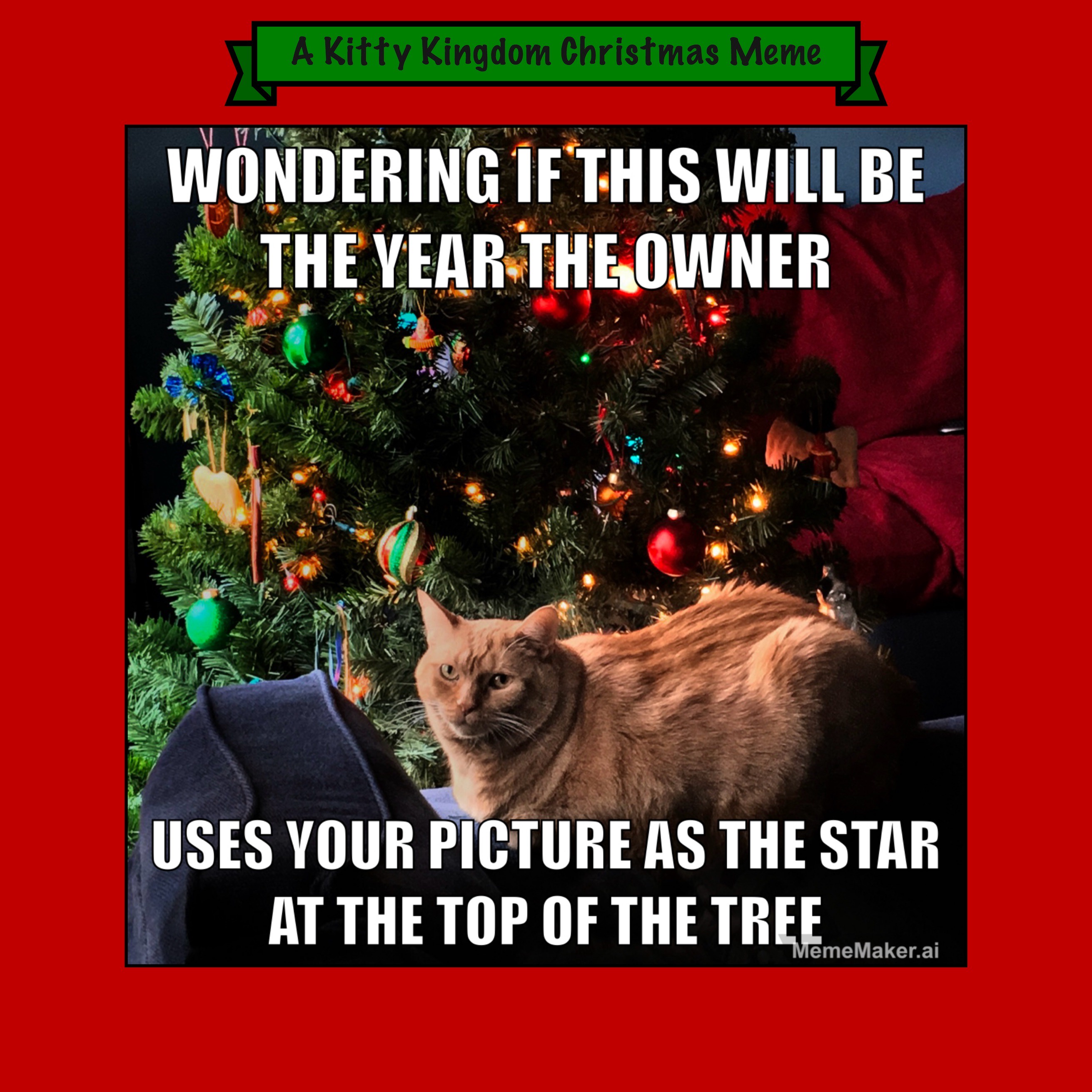 Countdown to Christmas in the Kitty Kingdom: Meme #8