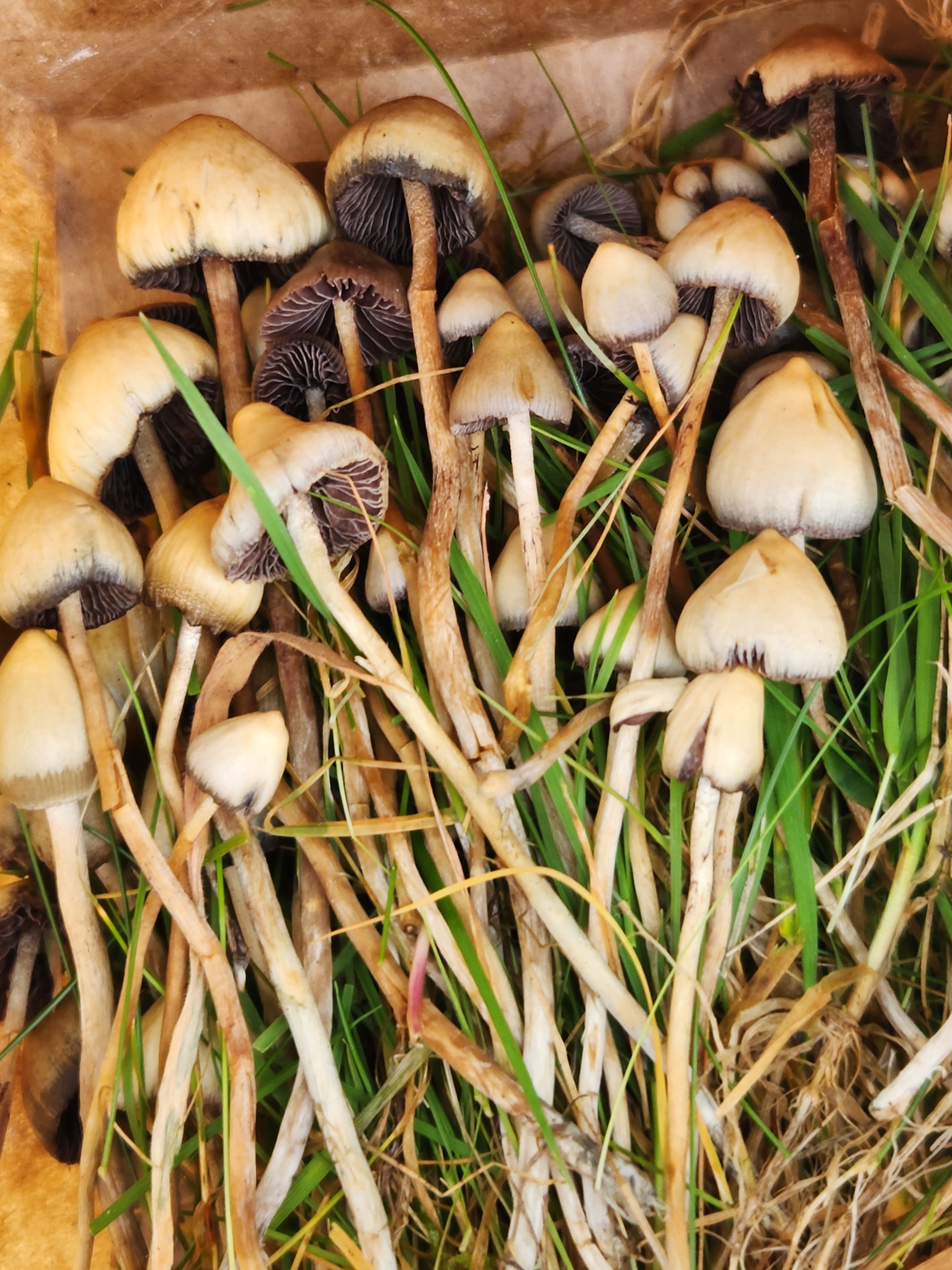 Exploring the World of Shrooms
