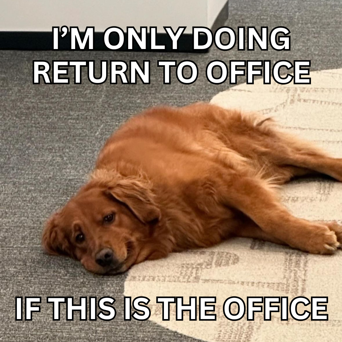 Why Dogs Are Better Than Coworkers
