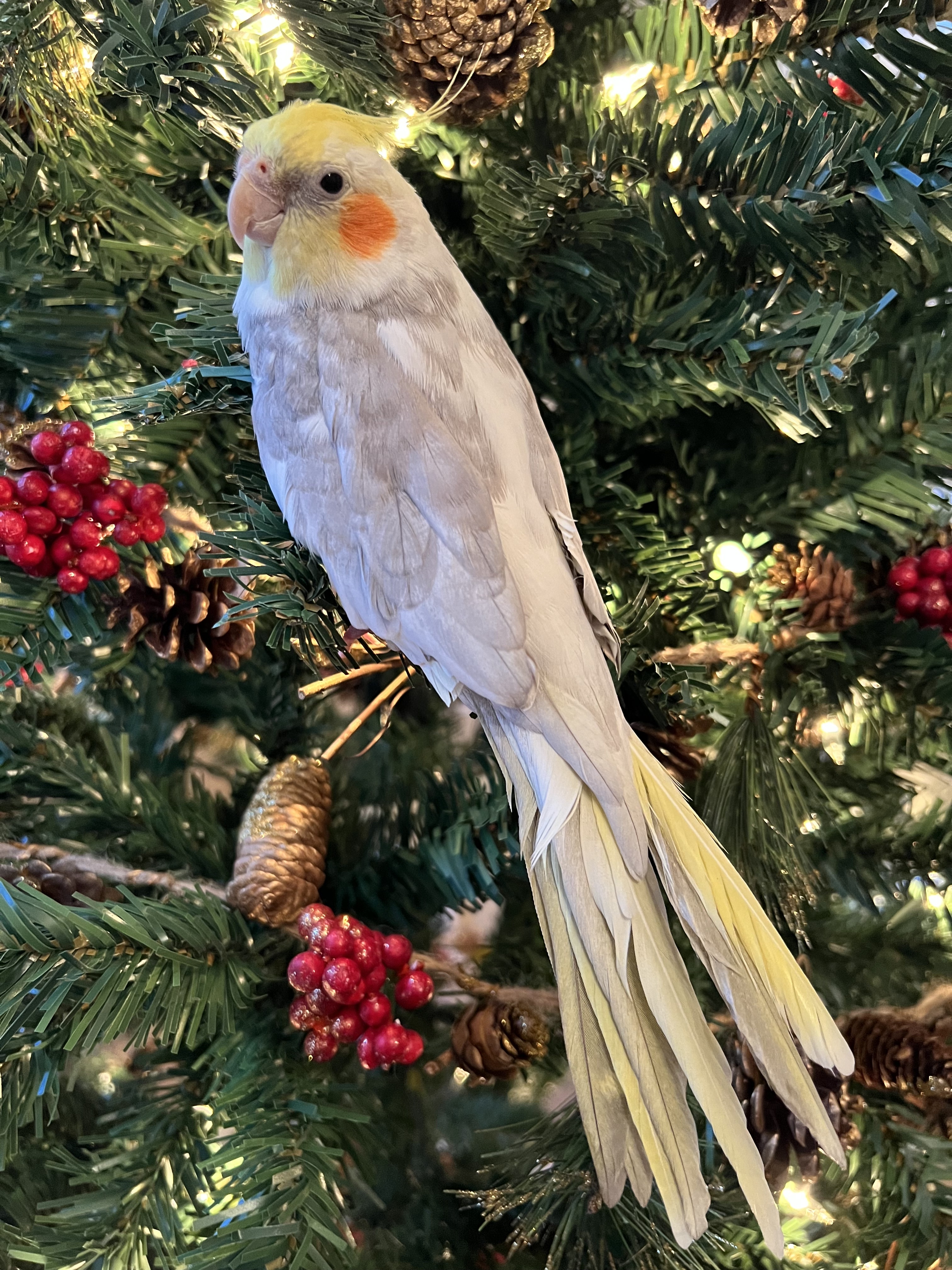 A charming bird perched on a Christmas tree!