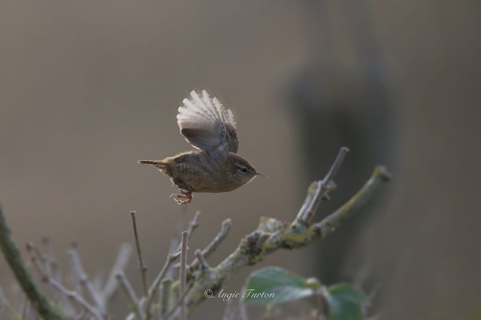Unleash Your Potential: It's Time to Spread Your Wings