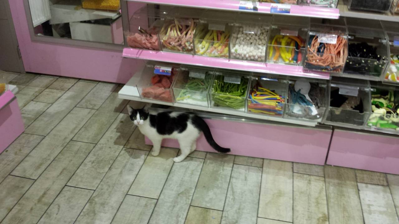 Today's Featured Feline: A Cat to Adore