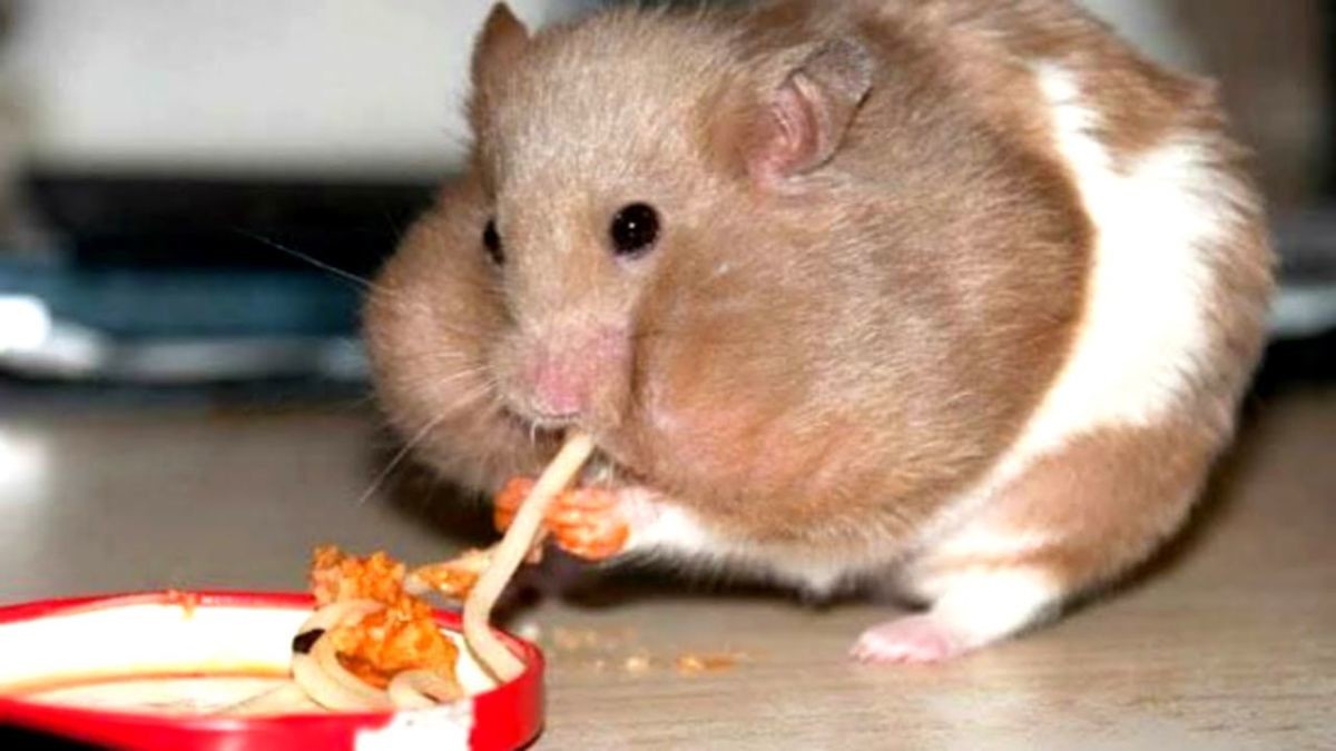 Delicious spaghetti that hits the spot!