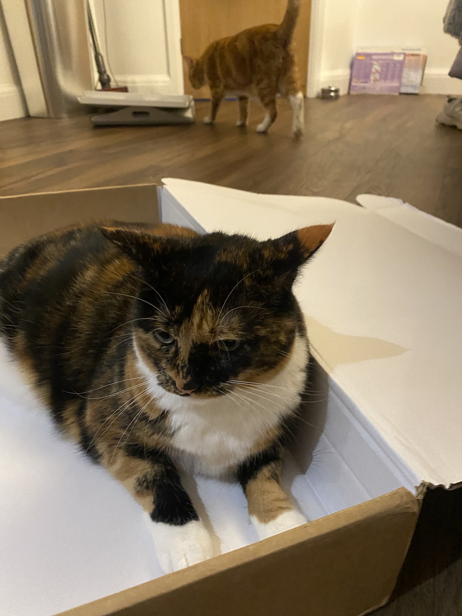 Crumble's Daily Snapshot: A Glimpse into the Life