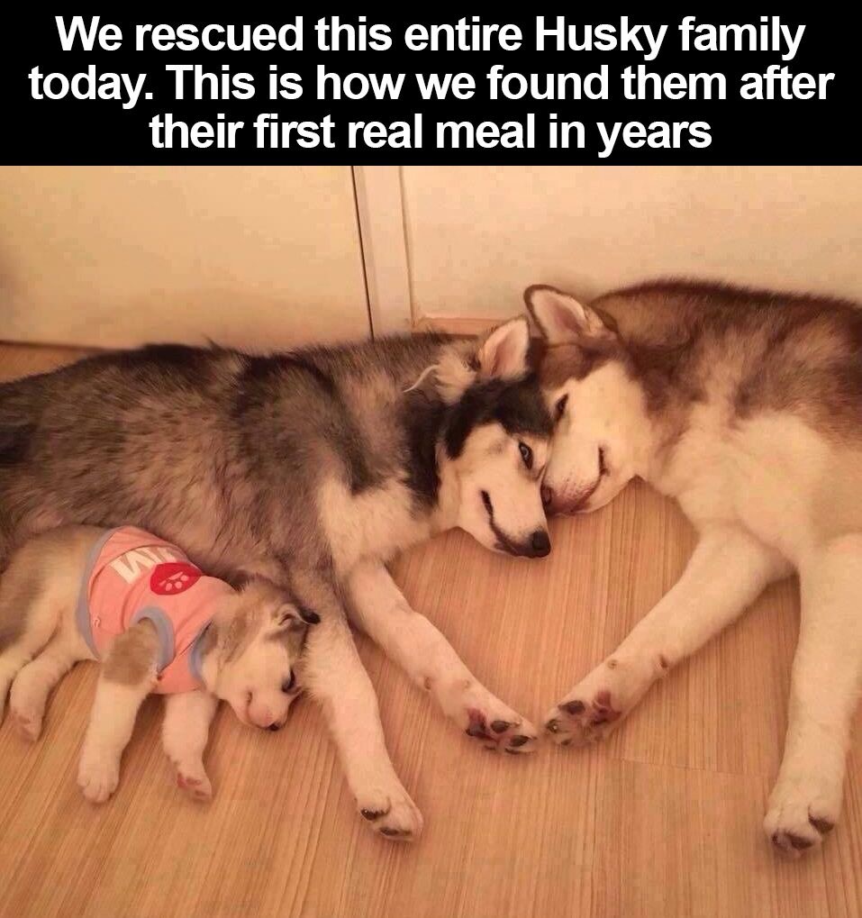 Adorable Huskies Stealing Hearts Everywhere