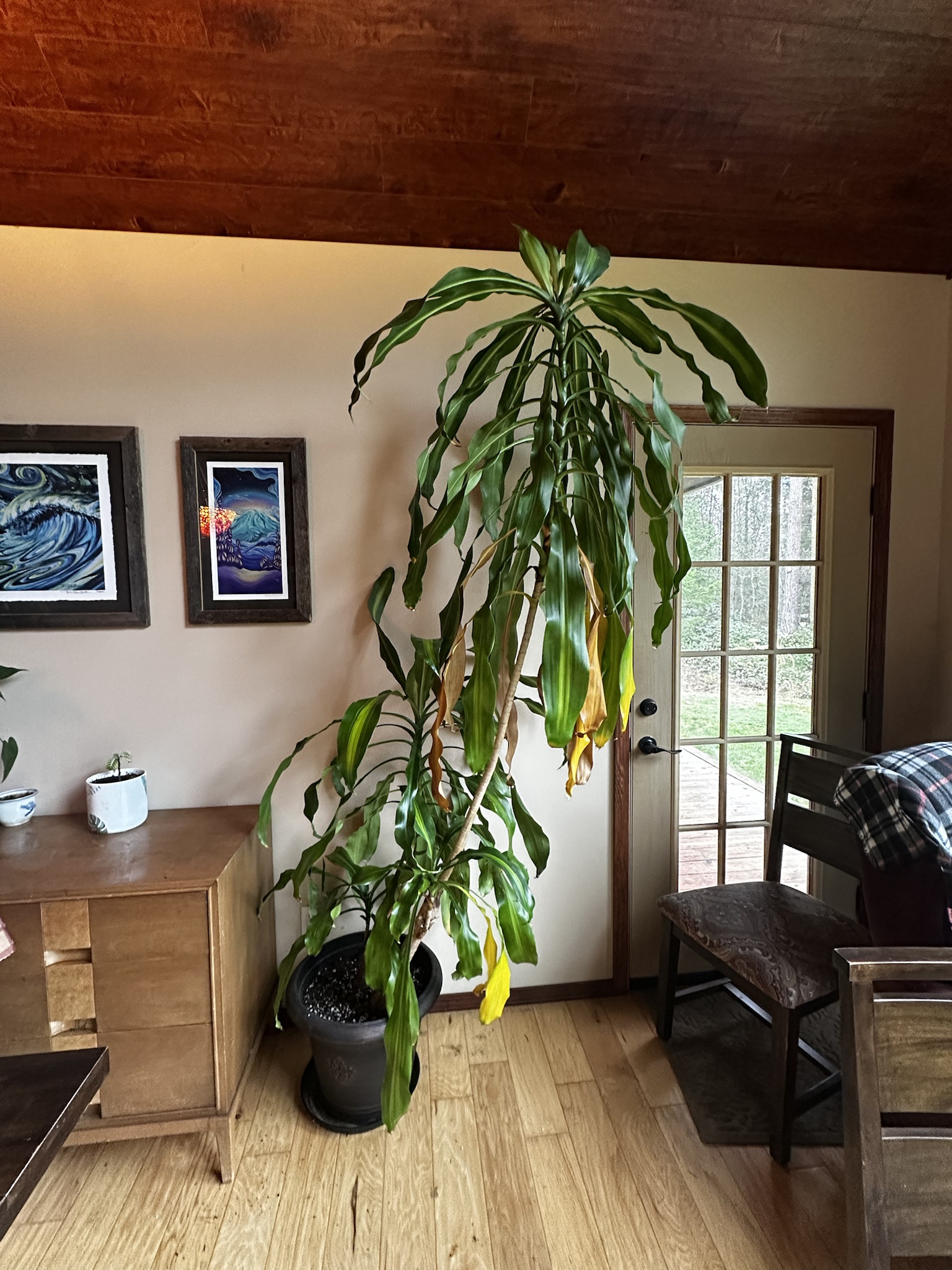 Is this corn plant struggling or just thriving in its own way?