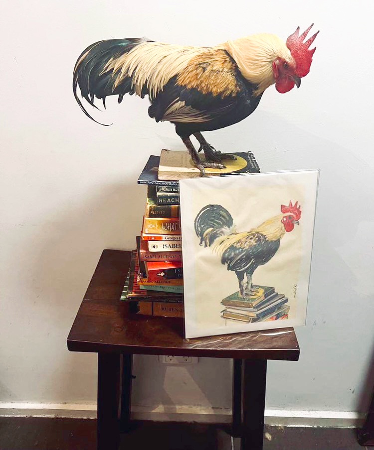 Meet Omelette the Rooster: A Feathered Portrait of Charm