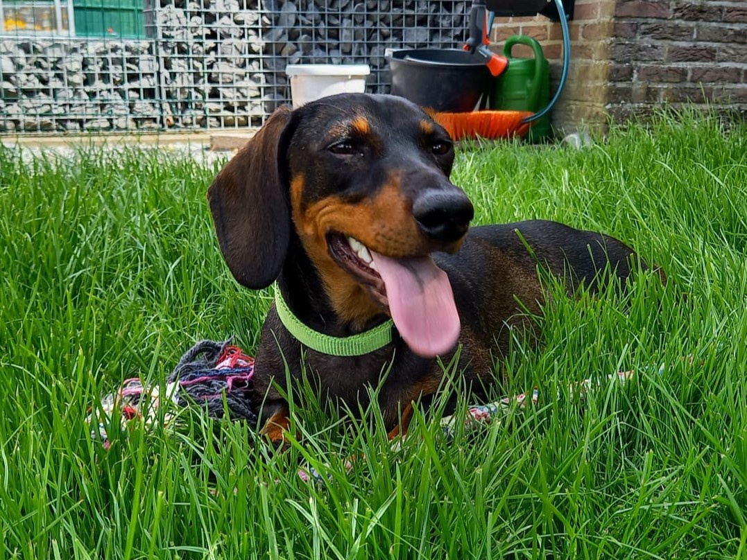 Meet Odie, the lovable sidekick!