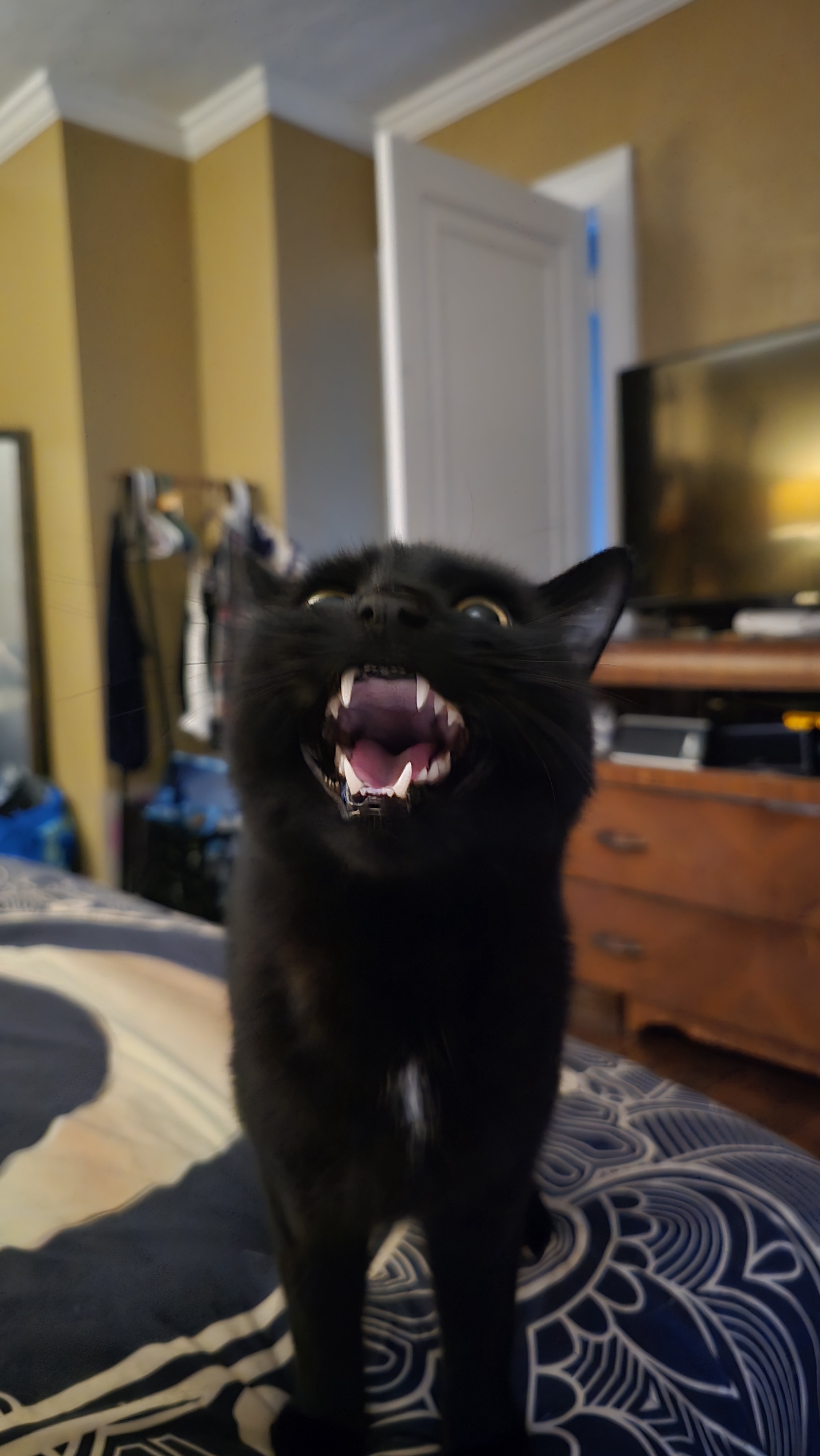 Celebrating National Cat Day with joy!