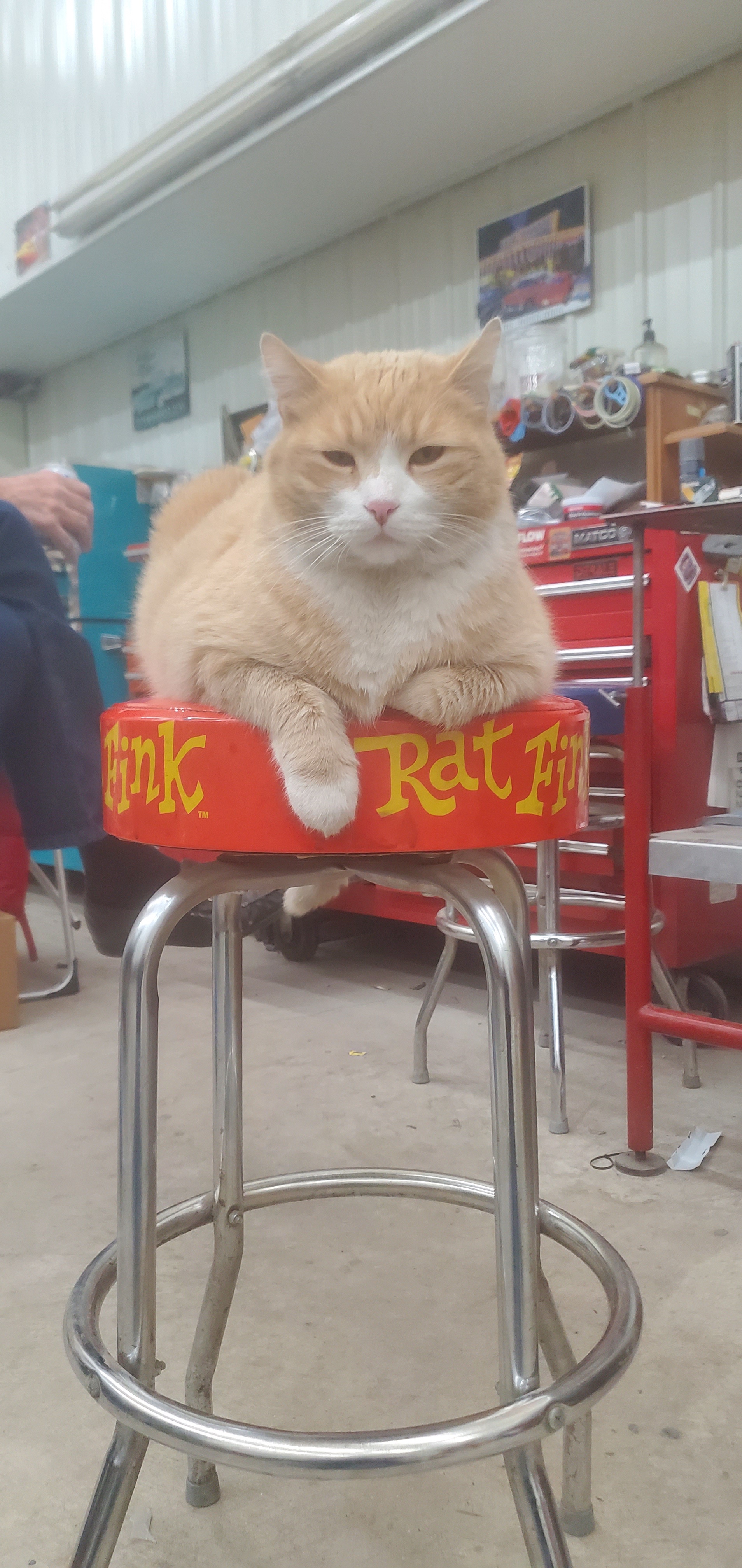 Meet Otis!