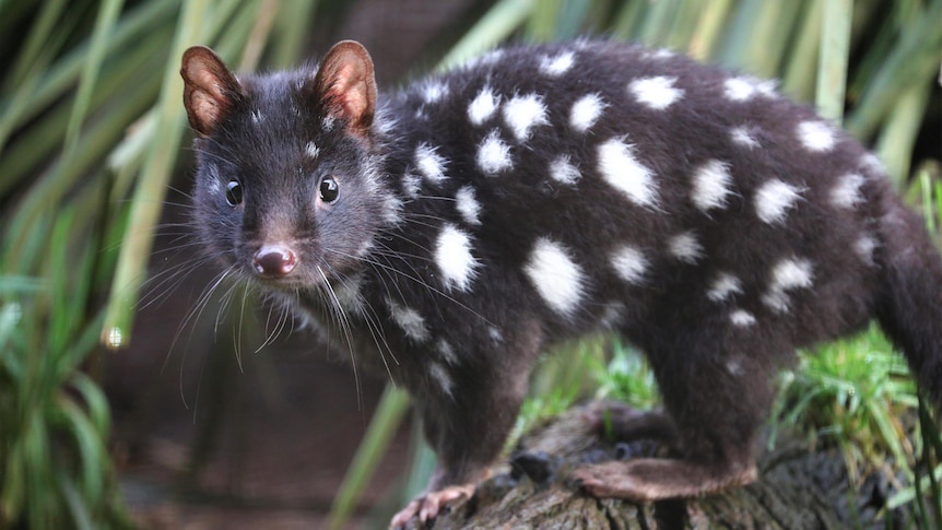 Meet the Adorable Eastern Quoll
