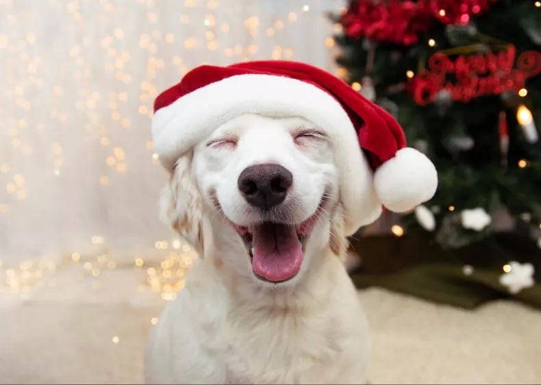 Can You Guess This Dog Breed?