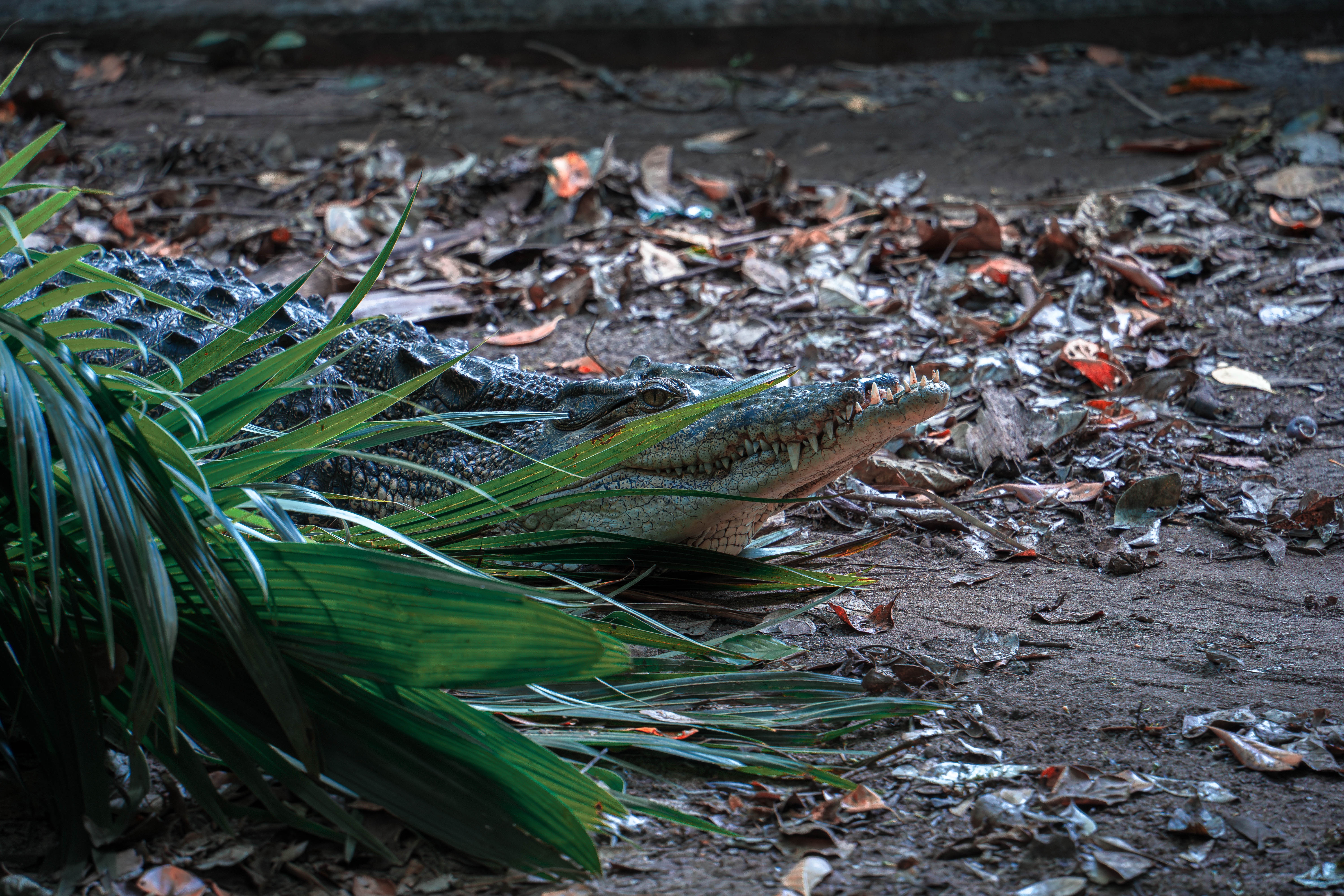 The majestic Queensland crocodile in its natural habitat