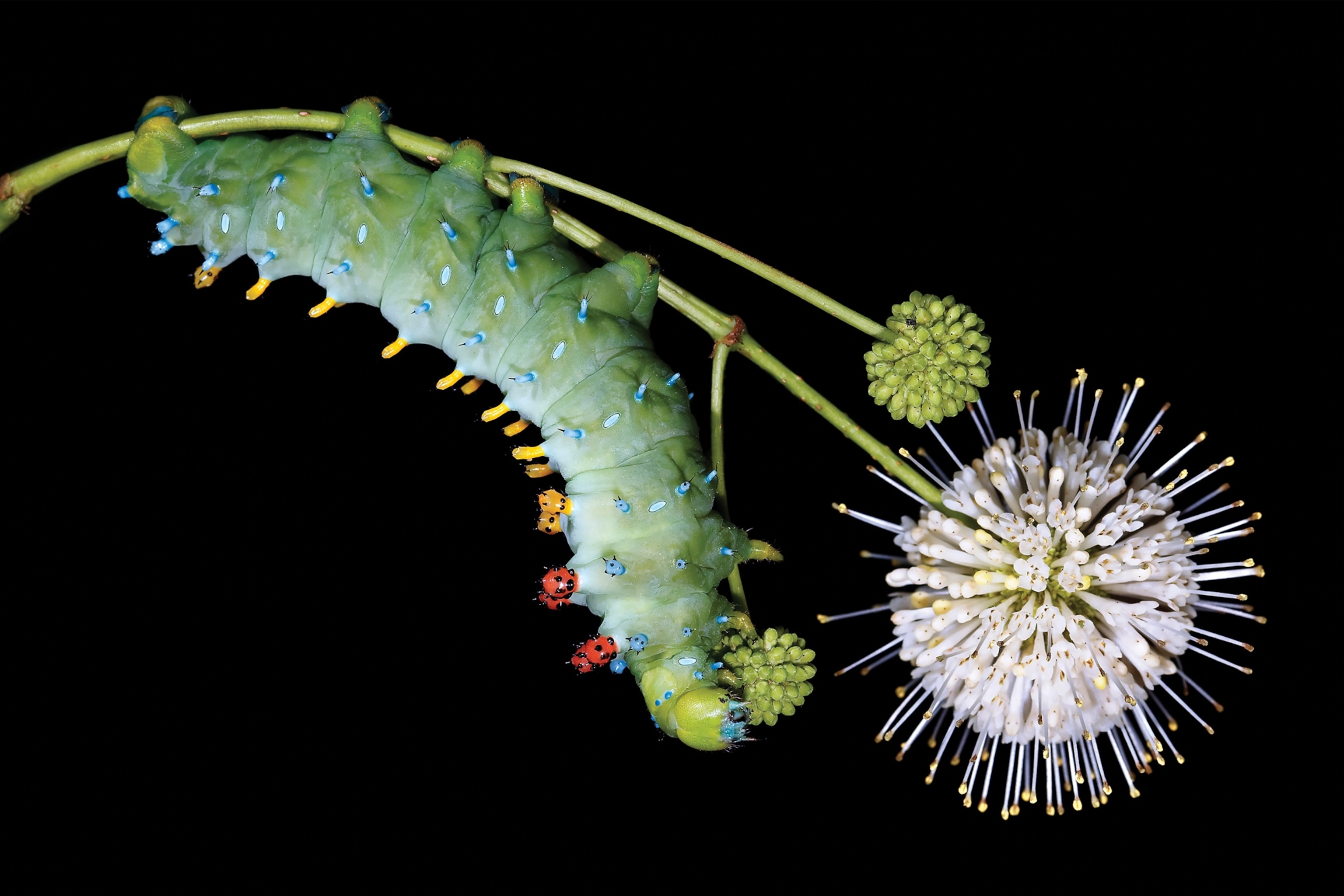 Butterflies may steal the spotlight, but caterpillars have their own breathtaking beauty