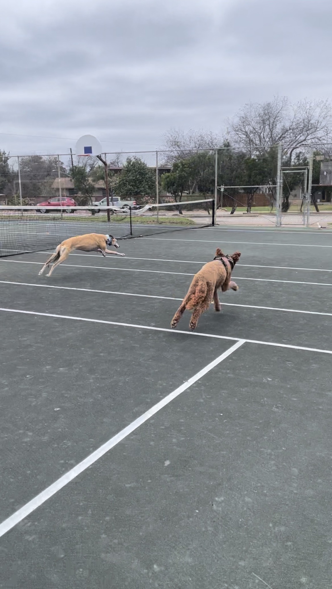 Intermission Dogs: The Speedy Stars of the Show
