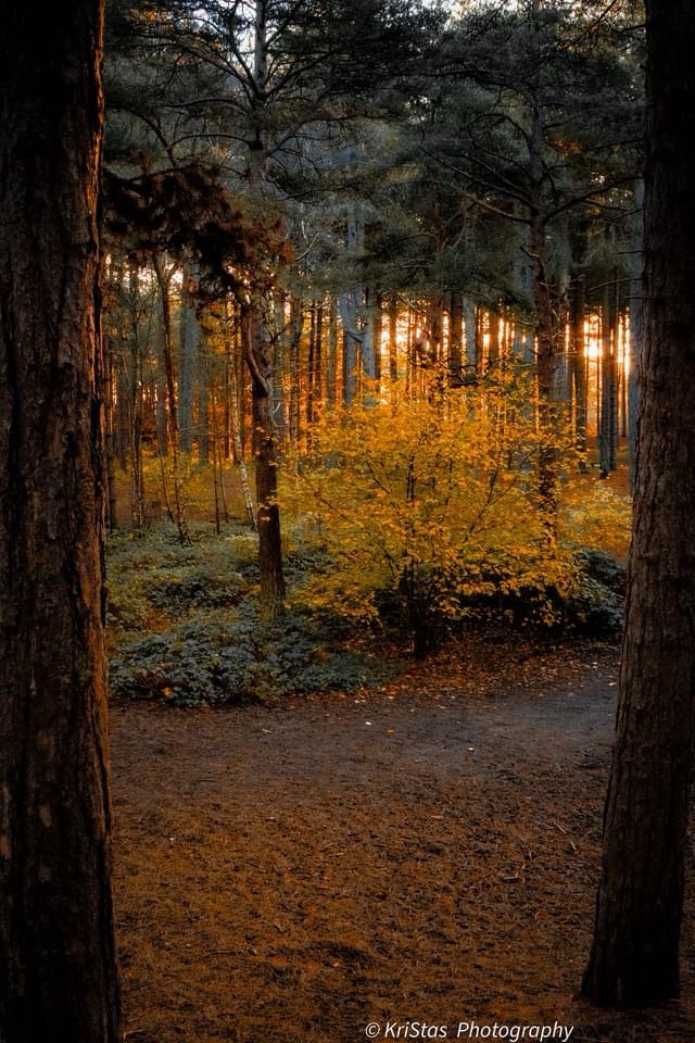 Capturing the magic of golden hour.