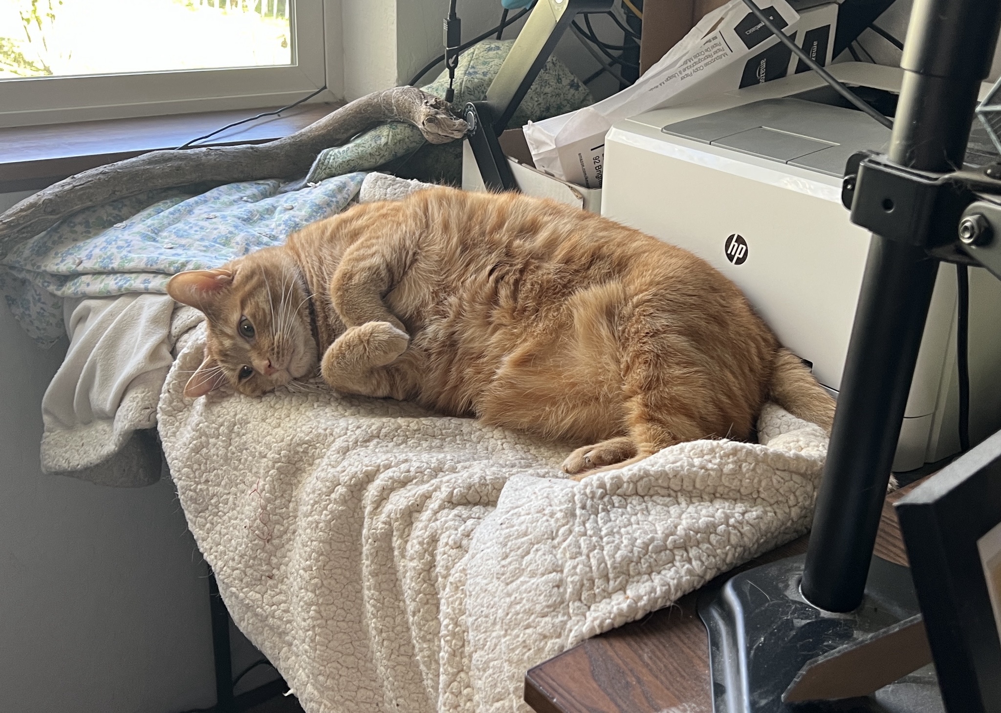 A Daily Dose of Cat Cuteness to Brighten Your Day