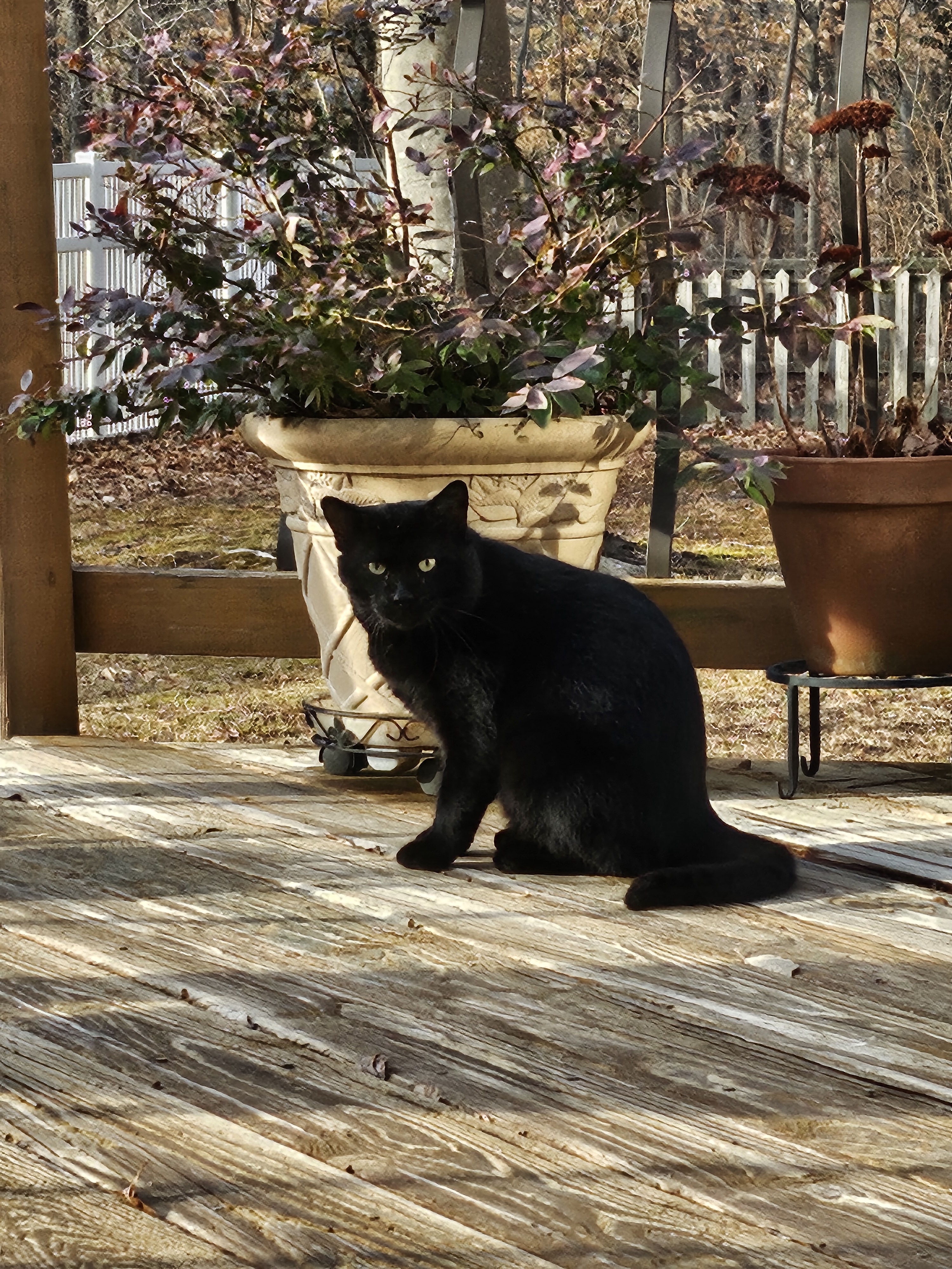 A New Visitor on the Porch: Who Could It Be?