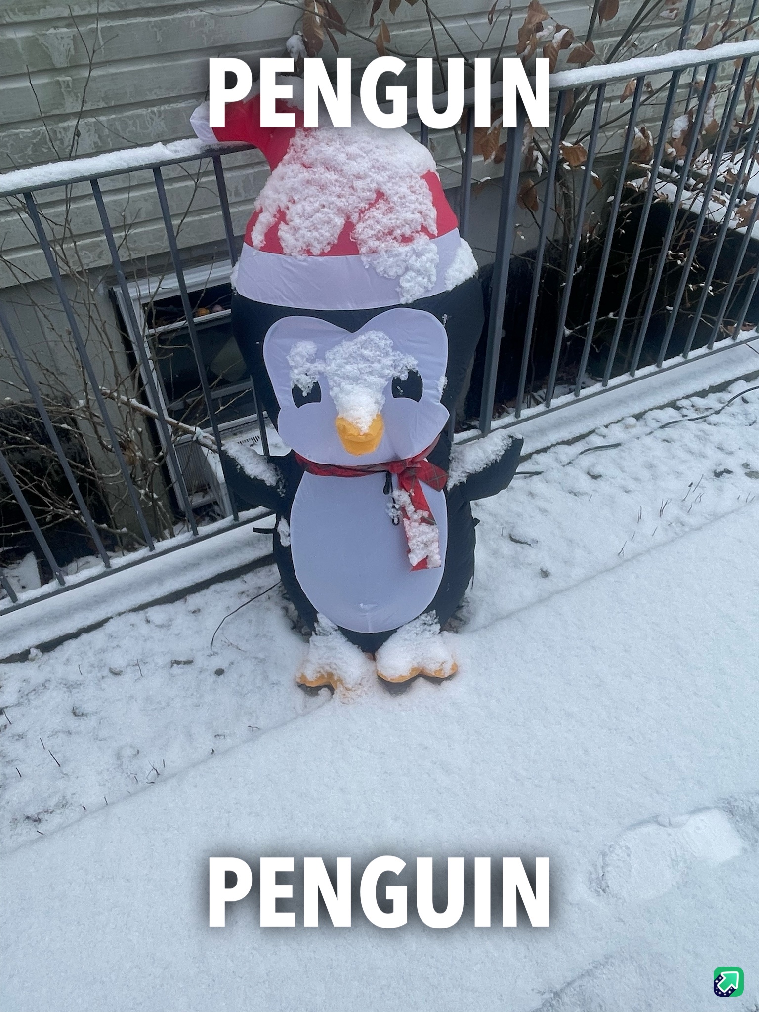 Adorable Penguin Alert!