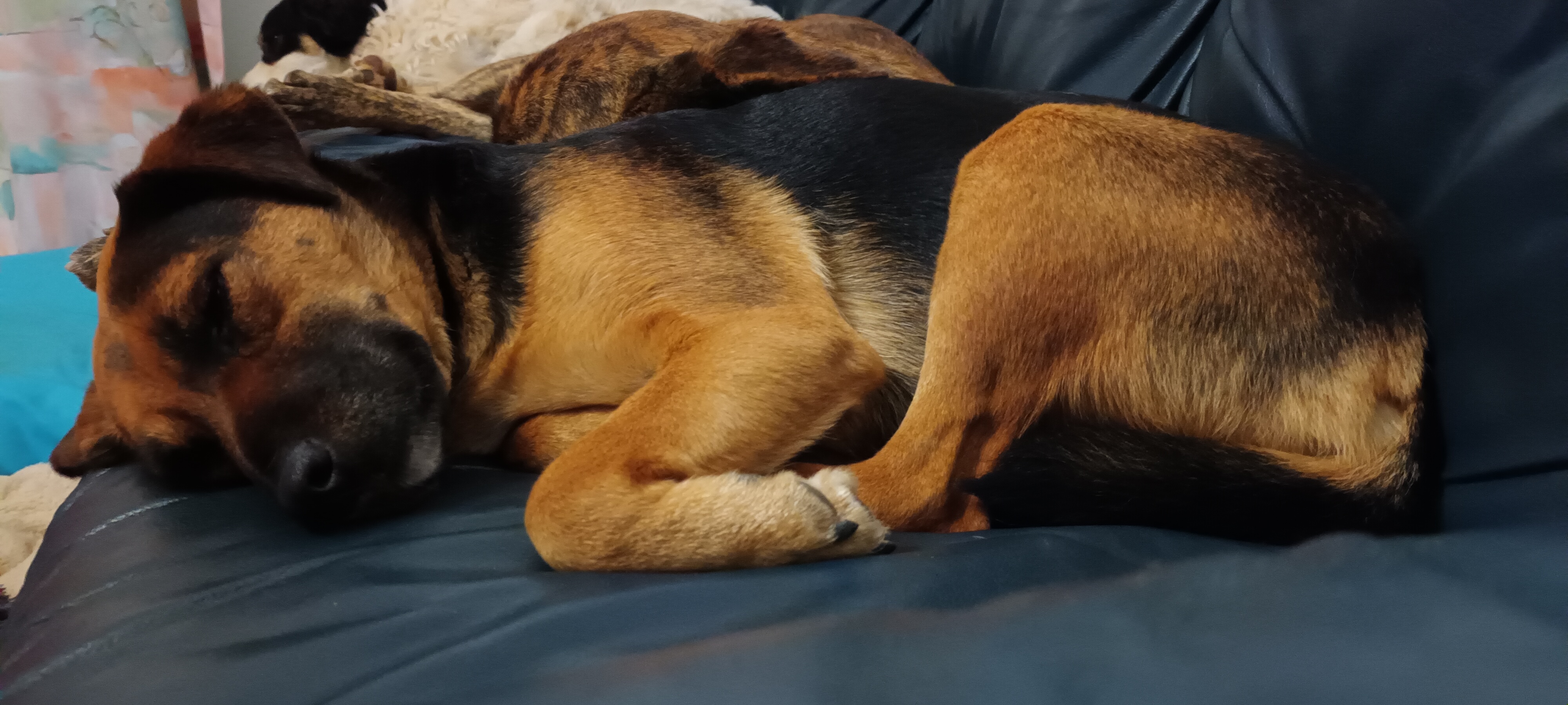 Let Sleeping Dogs Lie... and Dream