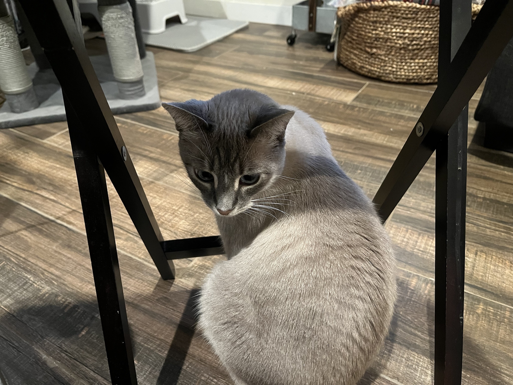 Daily dose of my cat Ivy: Day 297