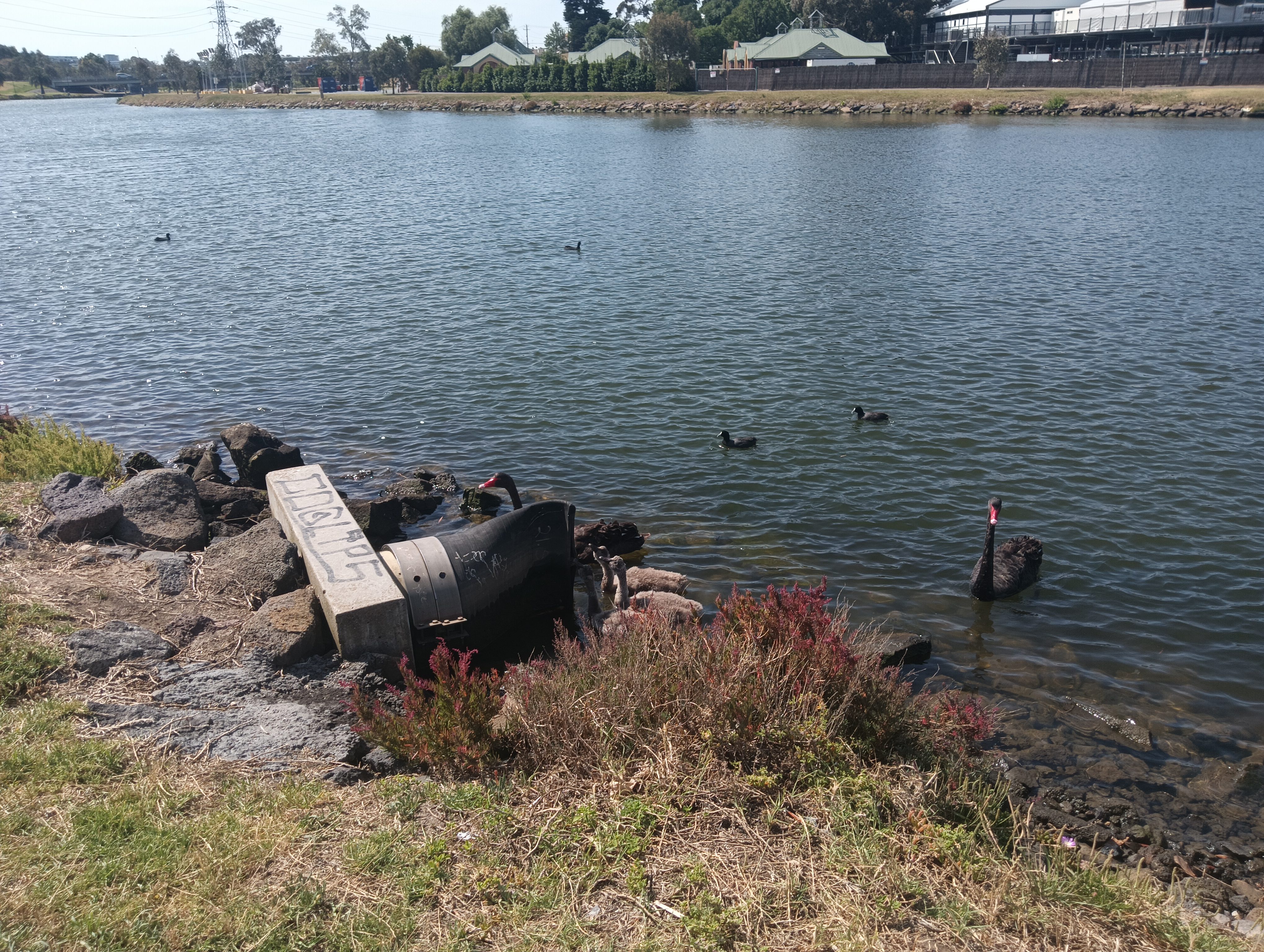 Swans Quenching Their Thirst from a Pipe