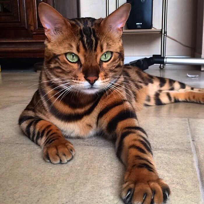 Introducing the strikingly beautiful Bengal kitty!