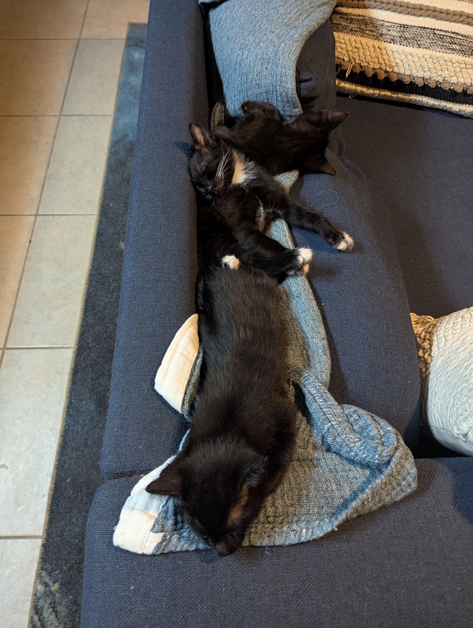 Team Pinecone: Caught Napping on the Job