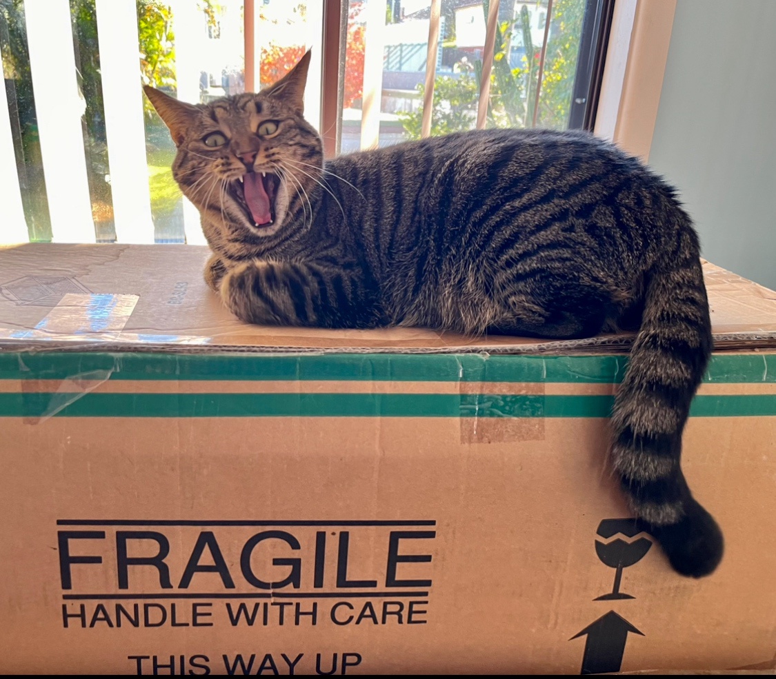 It's a delicate Caturday vibe!