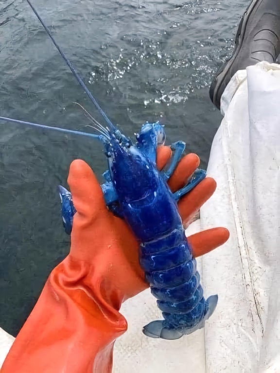 A fisherman caught a rare blue lobster off Portland's coast and released it to grow. Blue lobsters are one in two million!