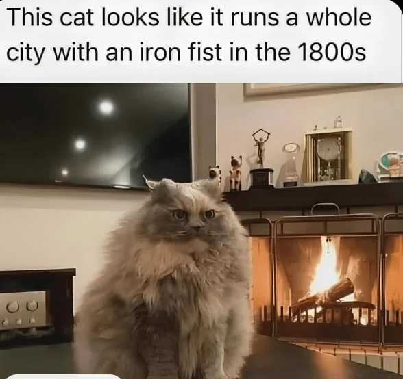 Cat Memes Guaranteed to Brighten Your Day!