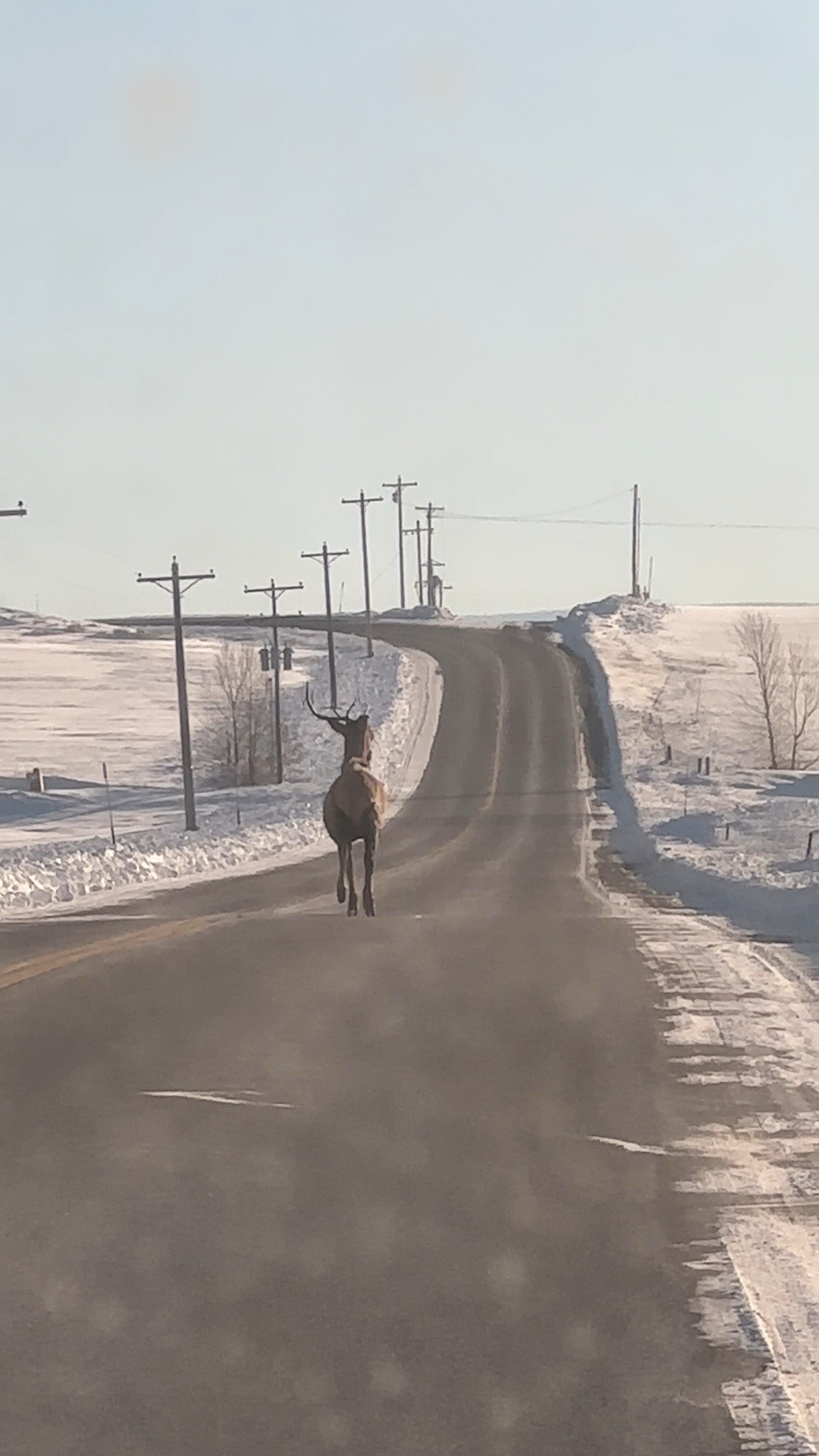 Navigating the Chaos of Idaho Traffic