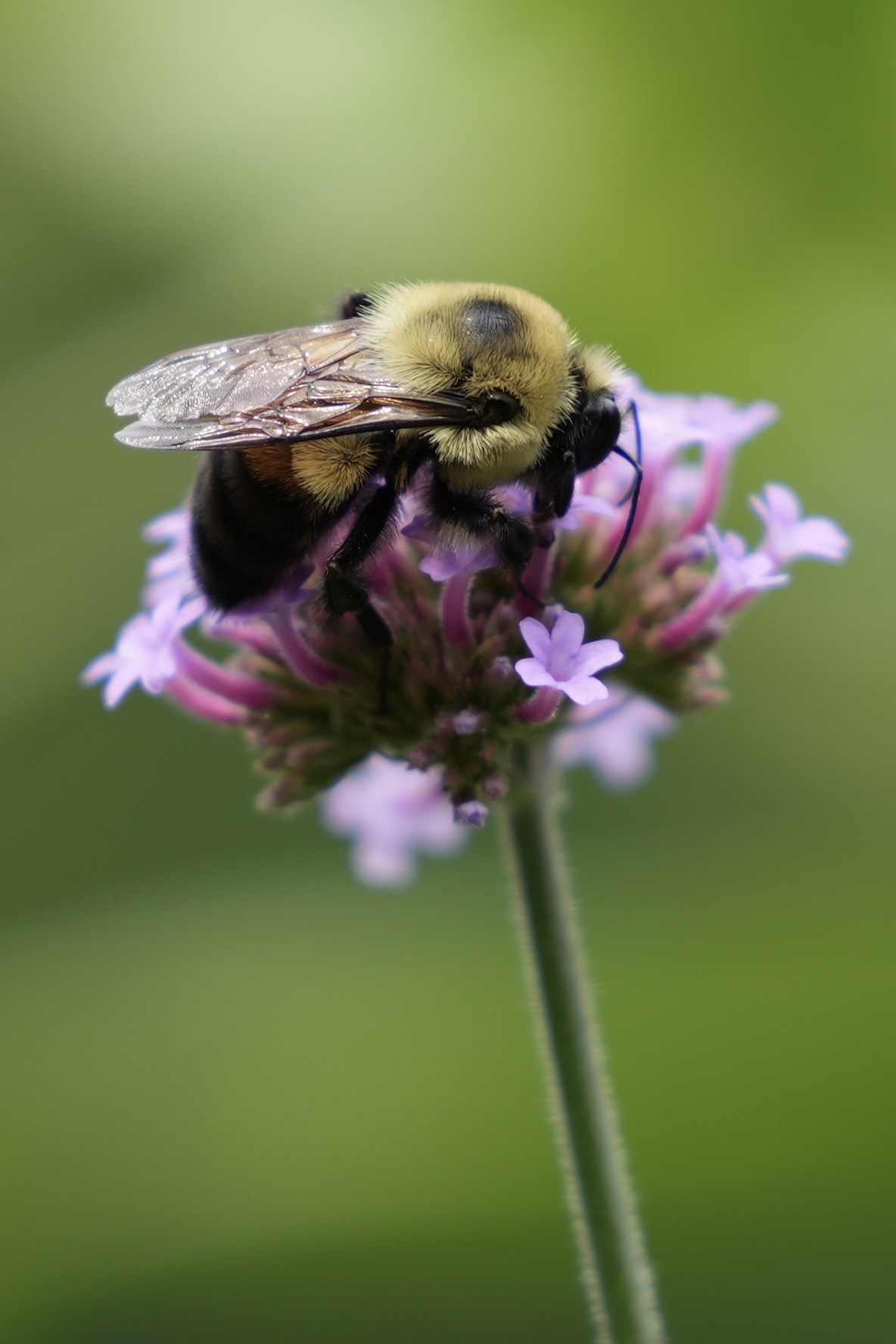 Life is Busy and Buzzy: Embracing the Chaos