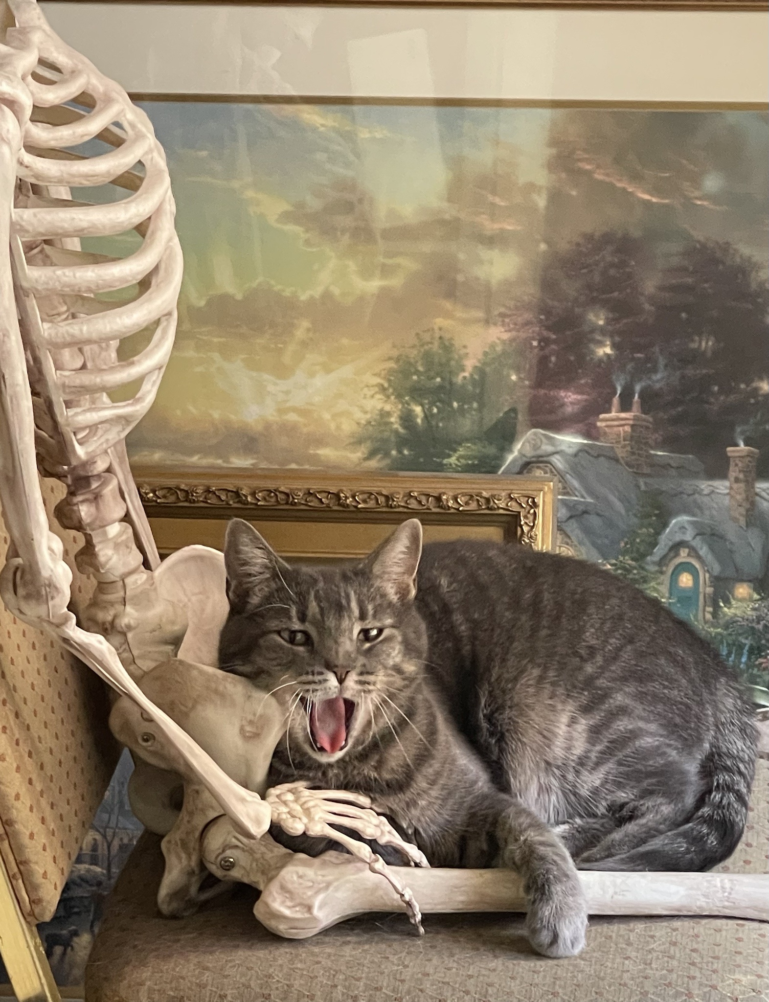 Viktor's Unwavering Quest for a Cozy Lap