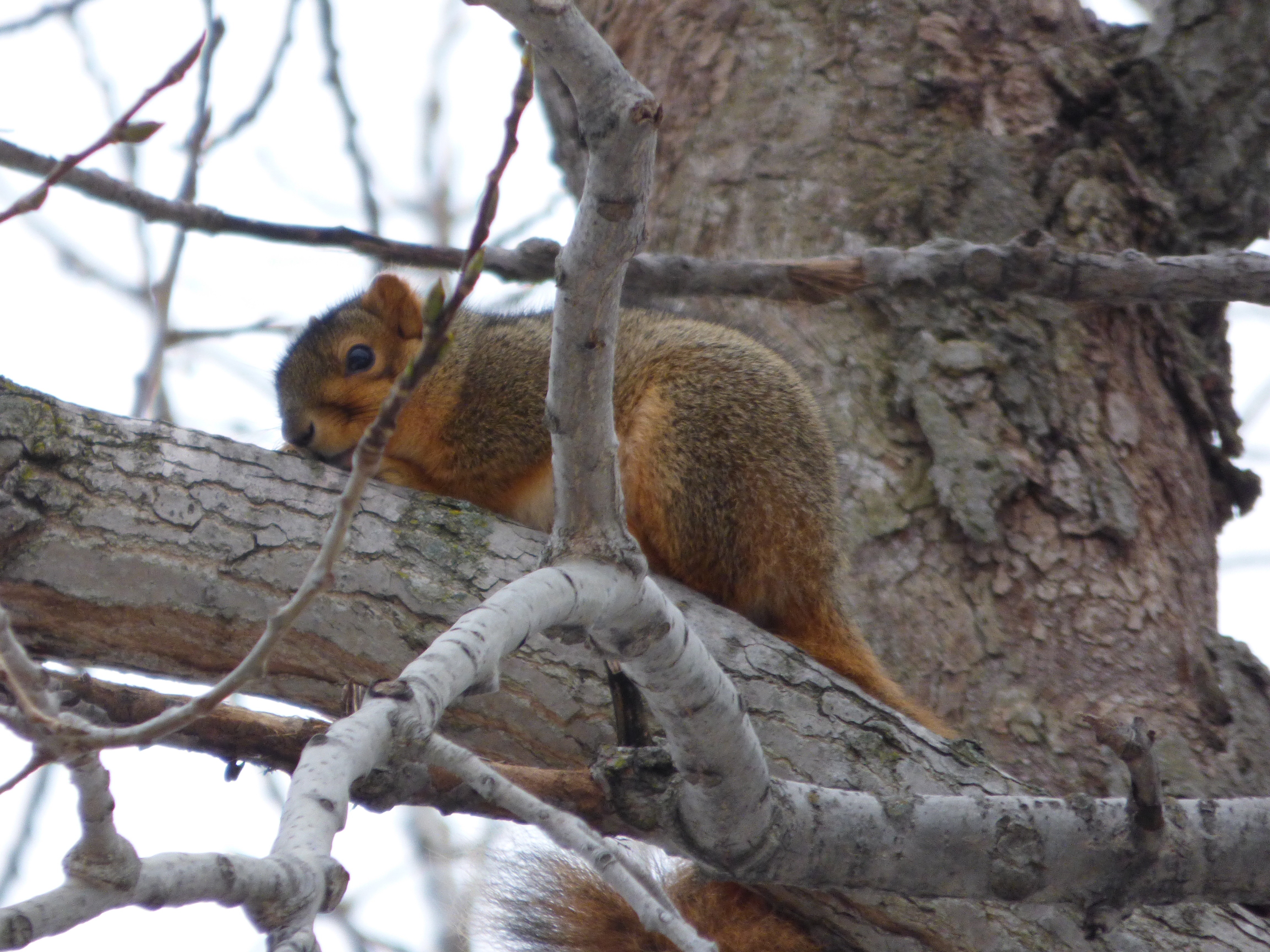 The Adventures of a Backyard Squirrel