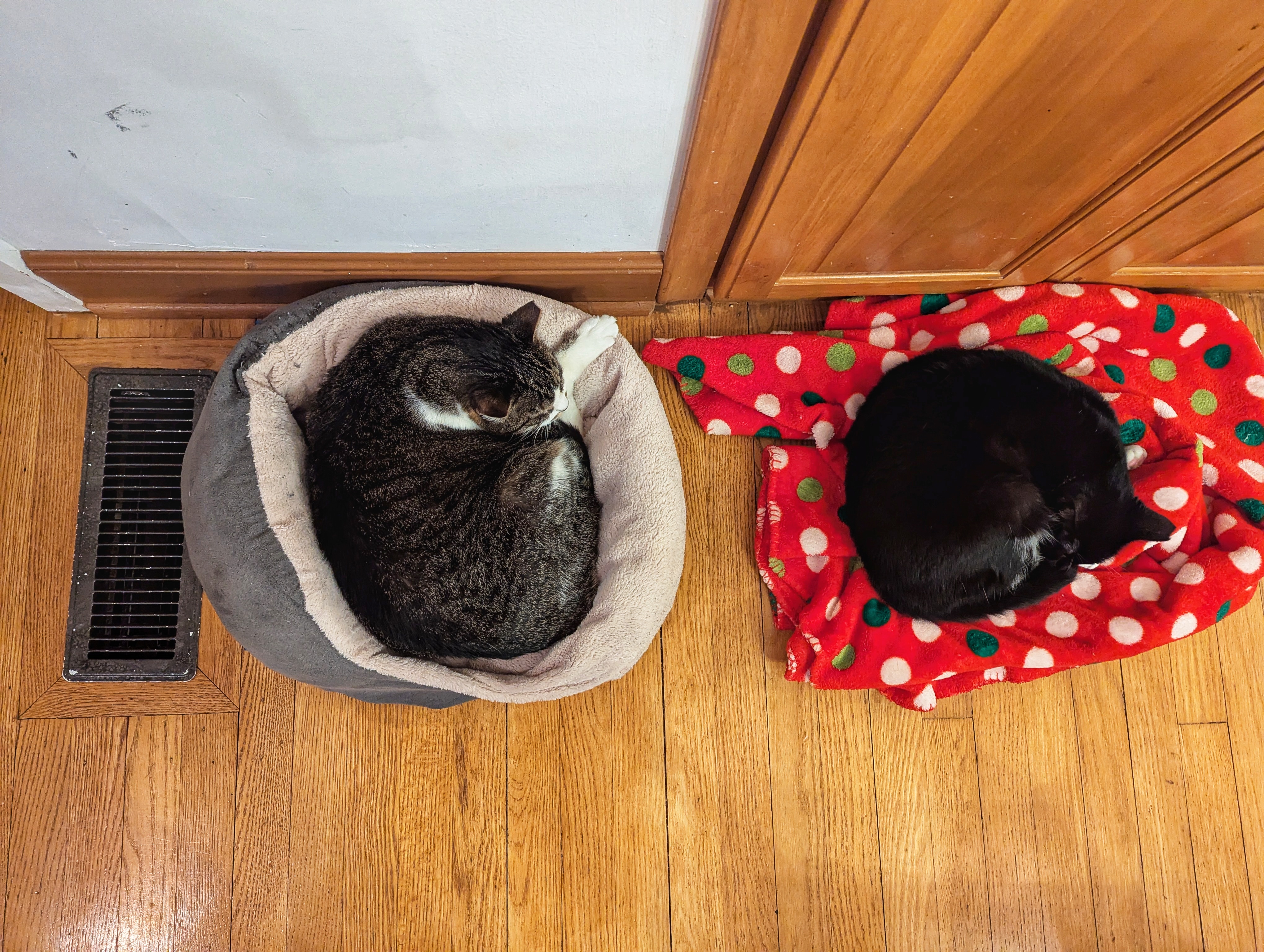 Cats by the Heater Vent: Preparing for Christmas Eve