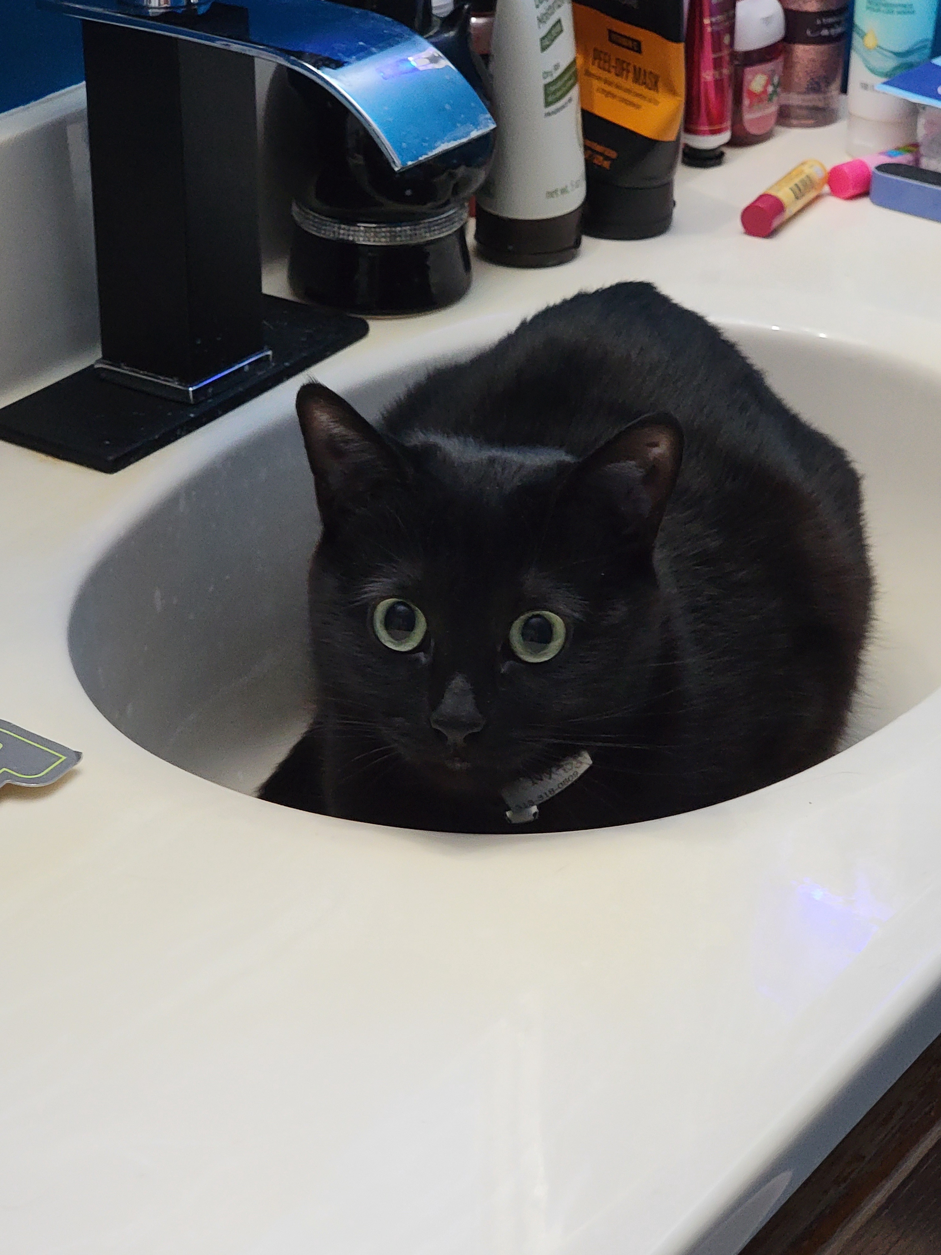 Nyx is on a mission to explore the sink!