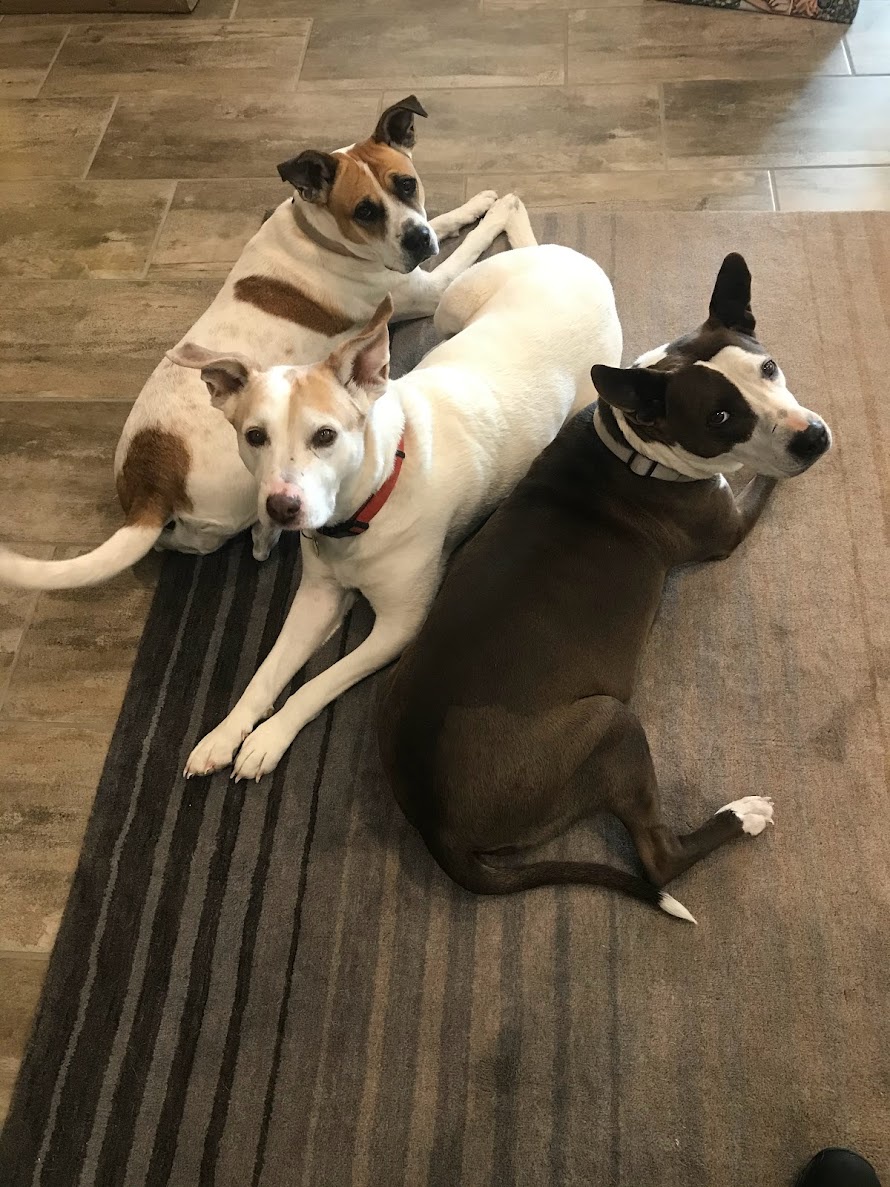 Just a Casual Day with 3dog