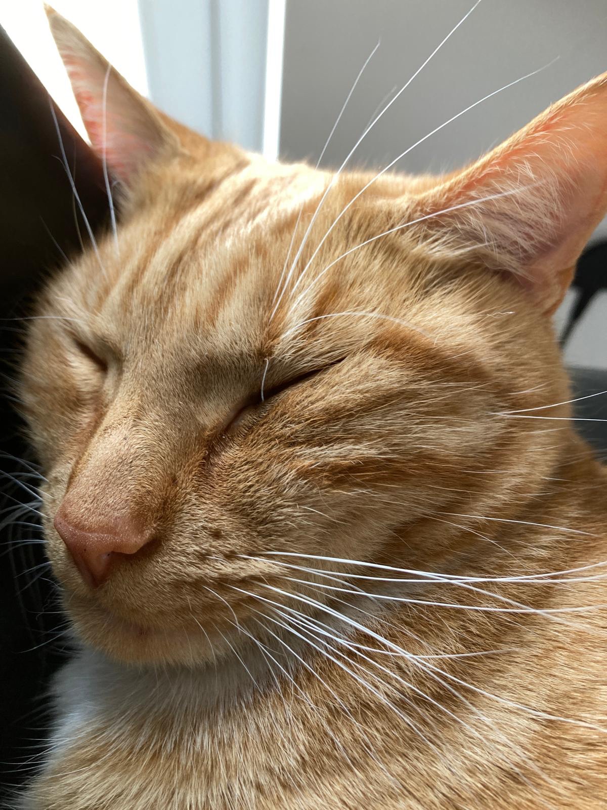 Biscuit's Daily Dose of Cuteness