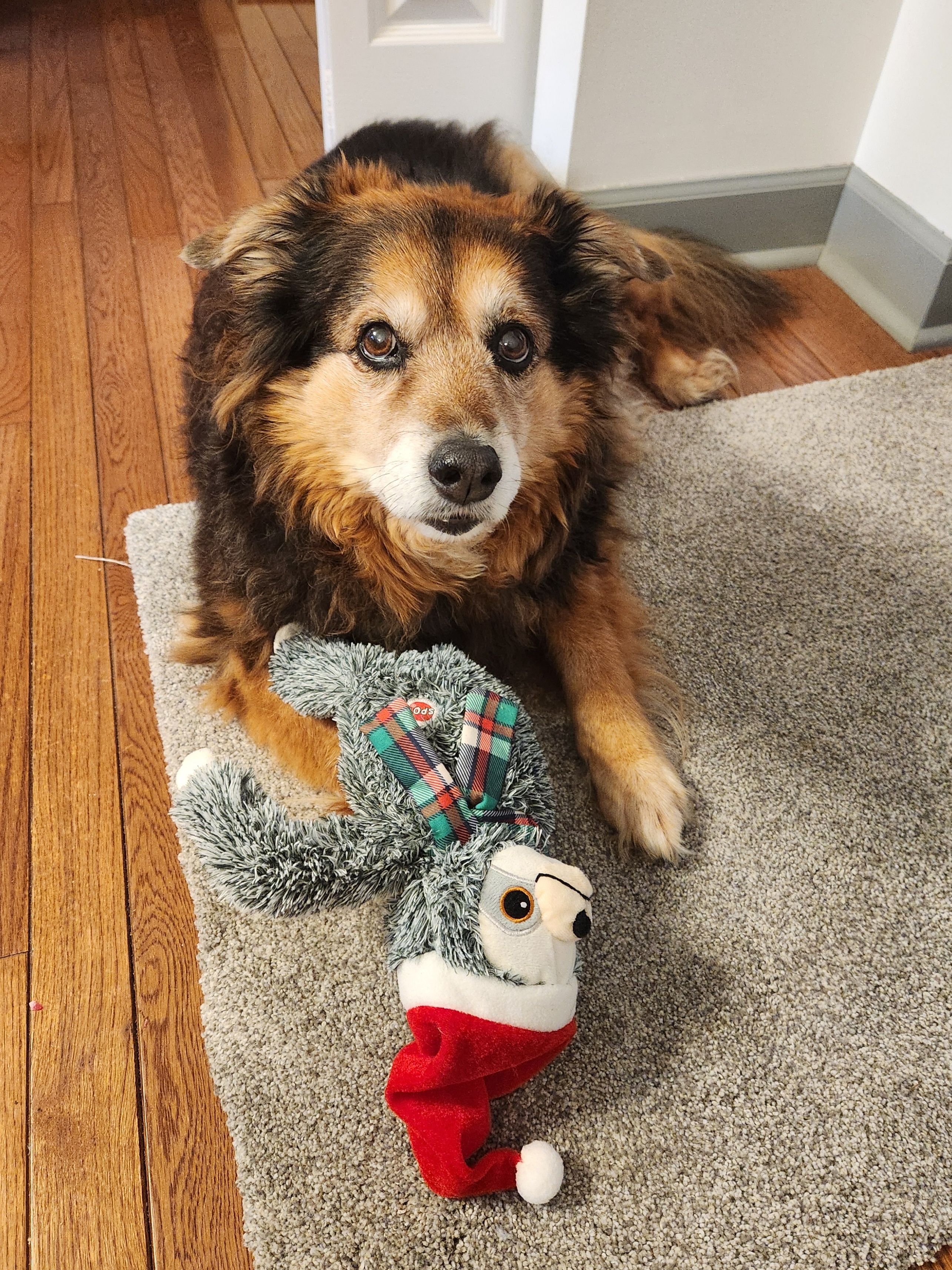 Daily Dose of Cuteness: Peanut the Dog - Day 1581
