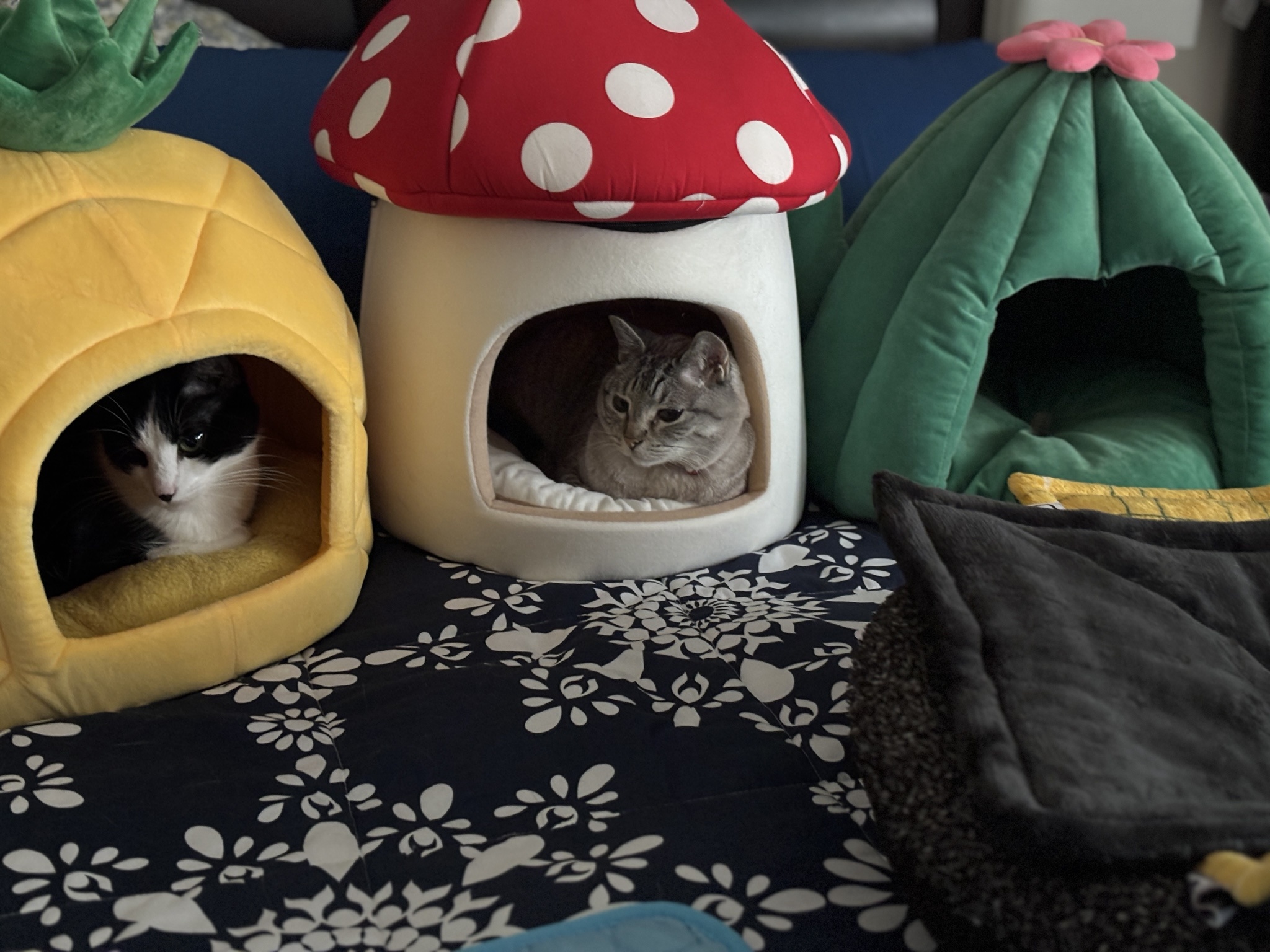 Three Cozy Huts for Three Adorable Cats