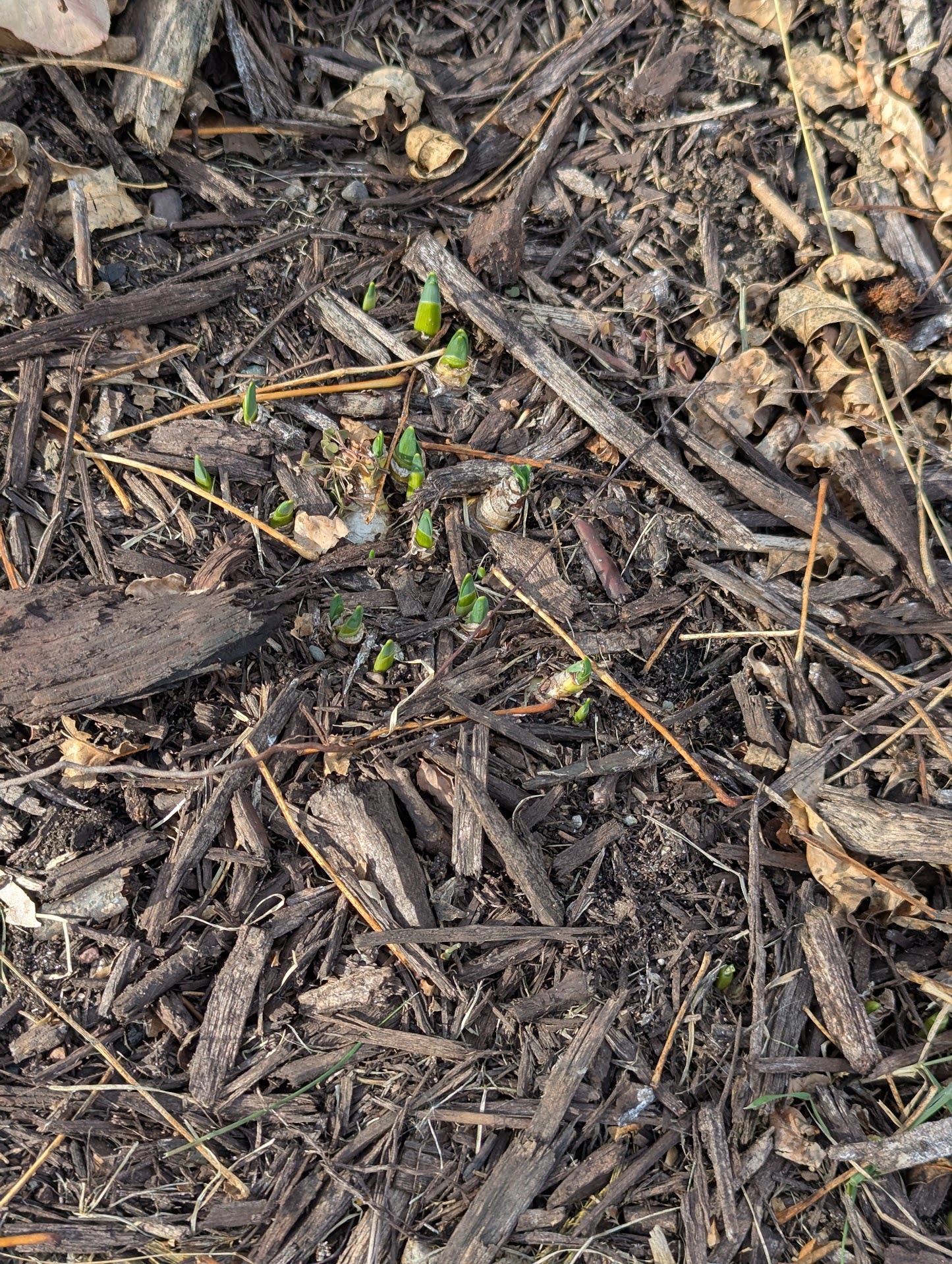 It's Just Not the Right Time, Little Guys...