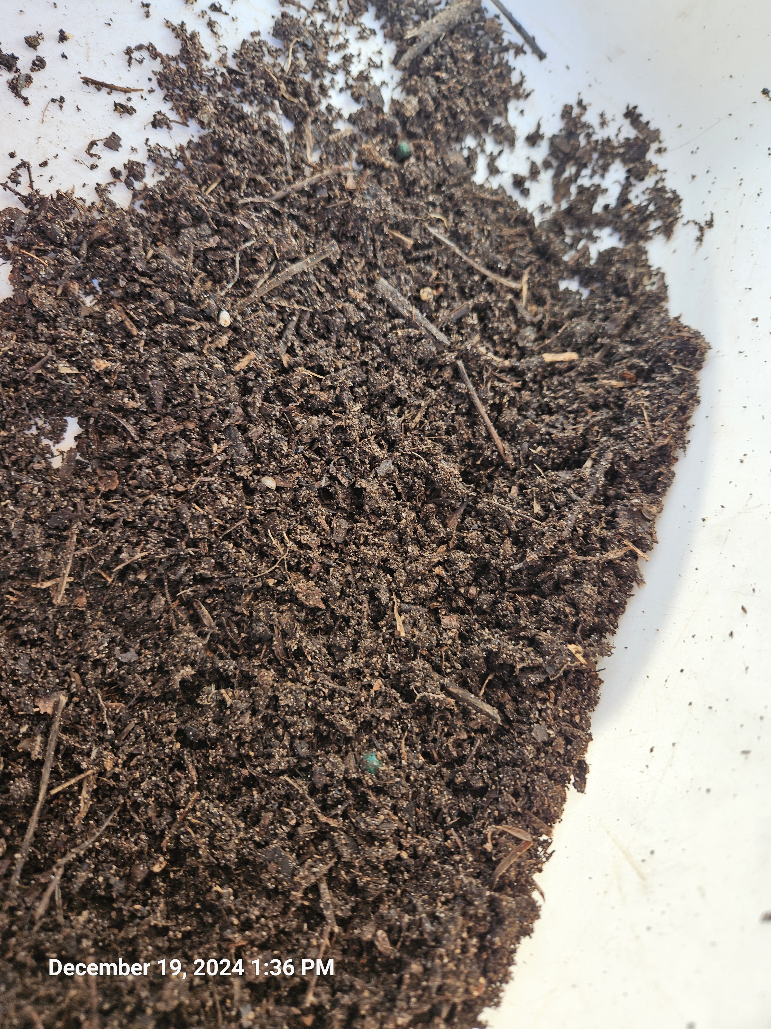 Unveiling the Secret to Thriving Plants: The Magic of Microbial Decay in My Matured Compost