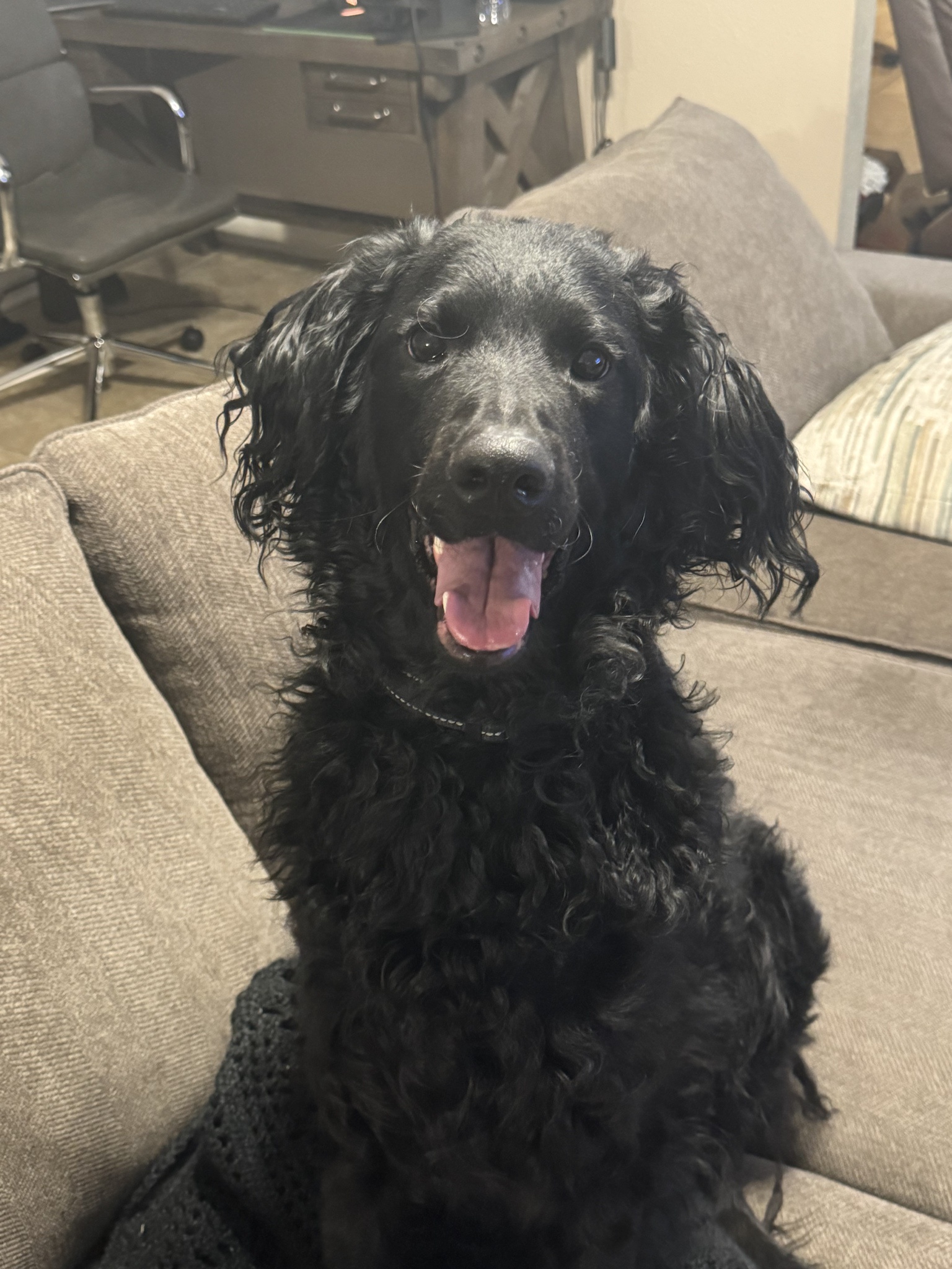 Having a tough night mentally, but my little buddy Caesar always lifts my spirits.