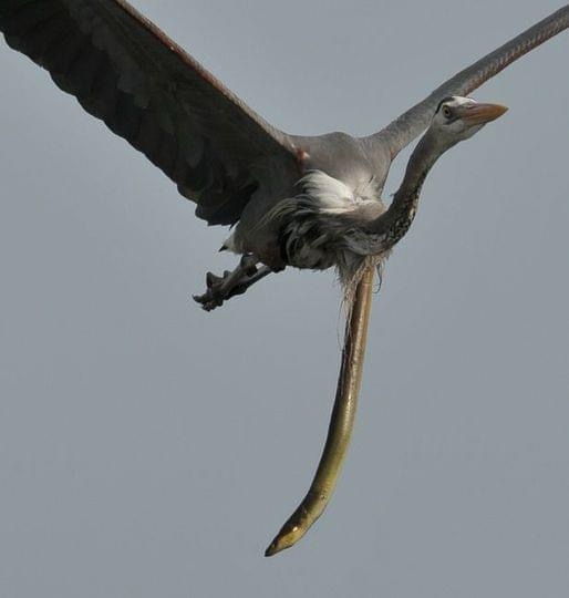 A Stunning Capture: An Eel's Daring Escape from a Heron's Stomach Mid-Flight