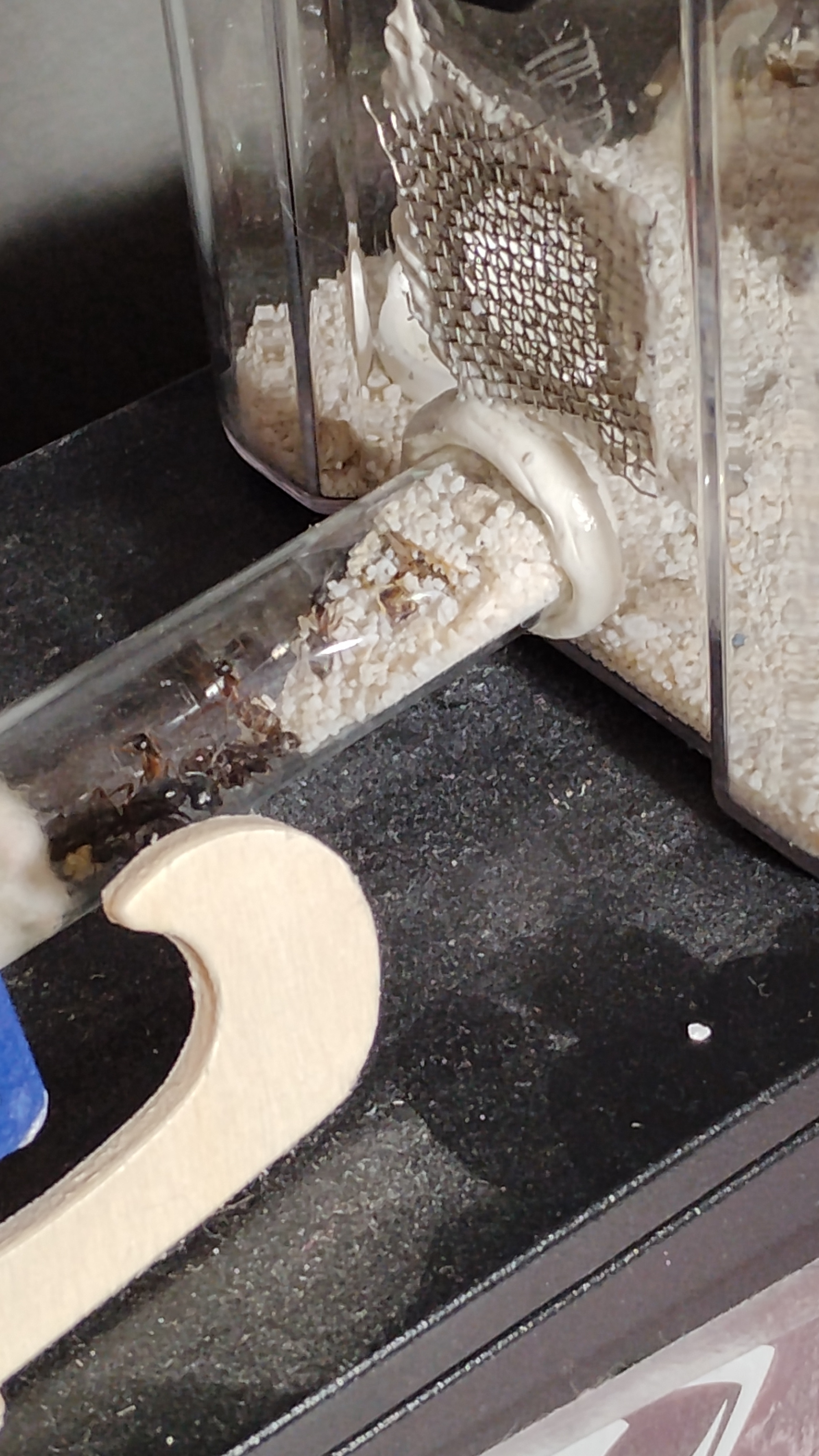 Ants at Work: Camponotus Herculeanus Filling Their Nest with Sand
