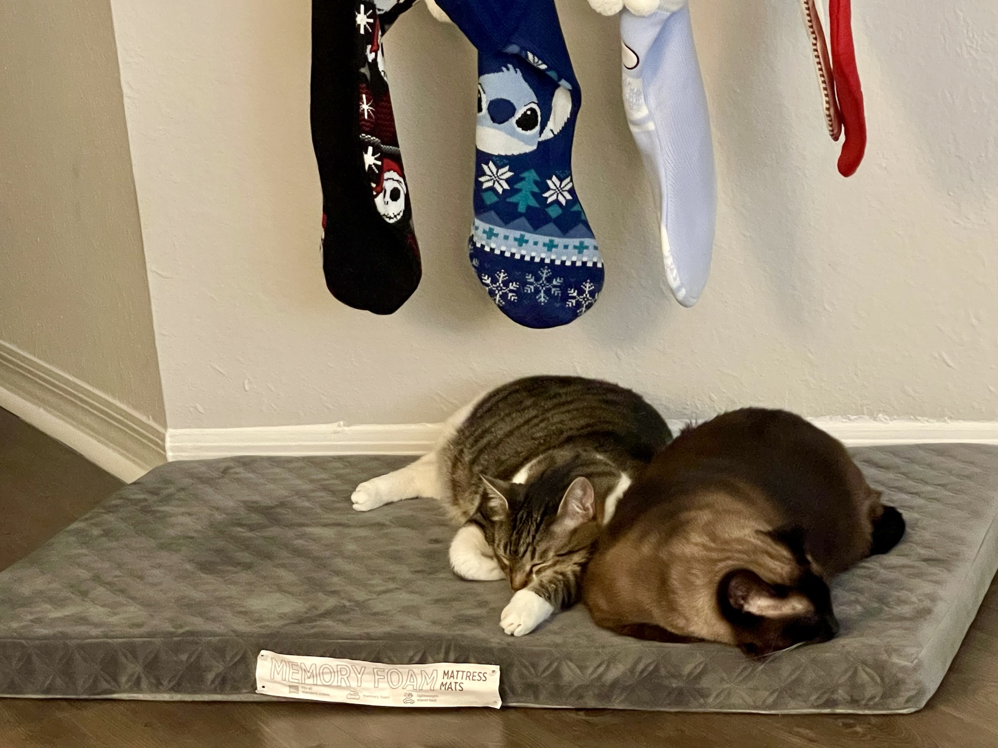 We bought a cozy bed for our dog, but our cats have claimed it as their own!